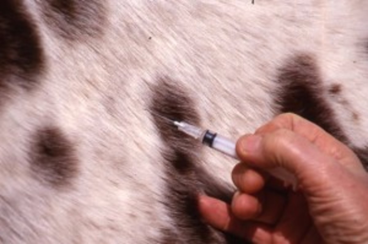 A close up of a horse begin given an injectin. 
