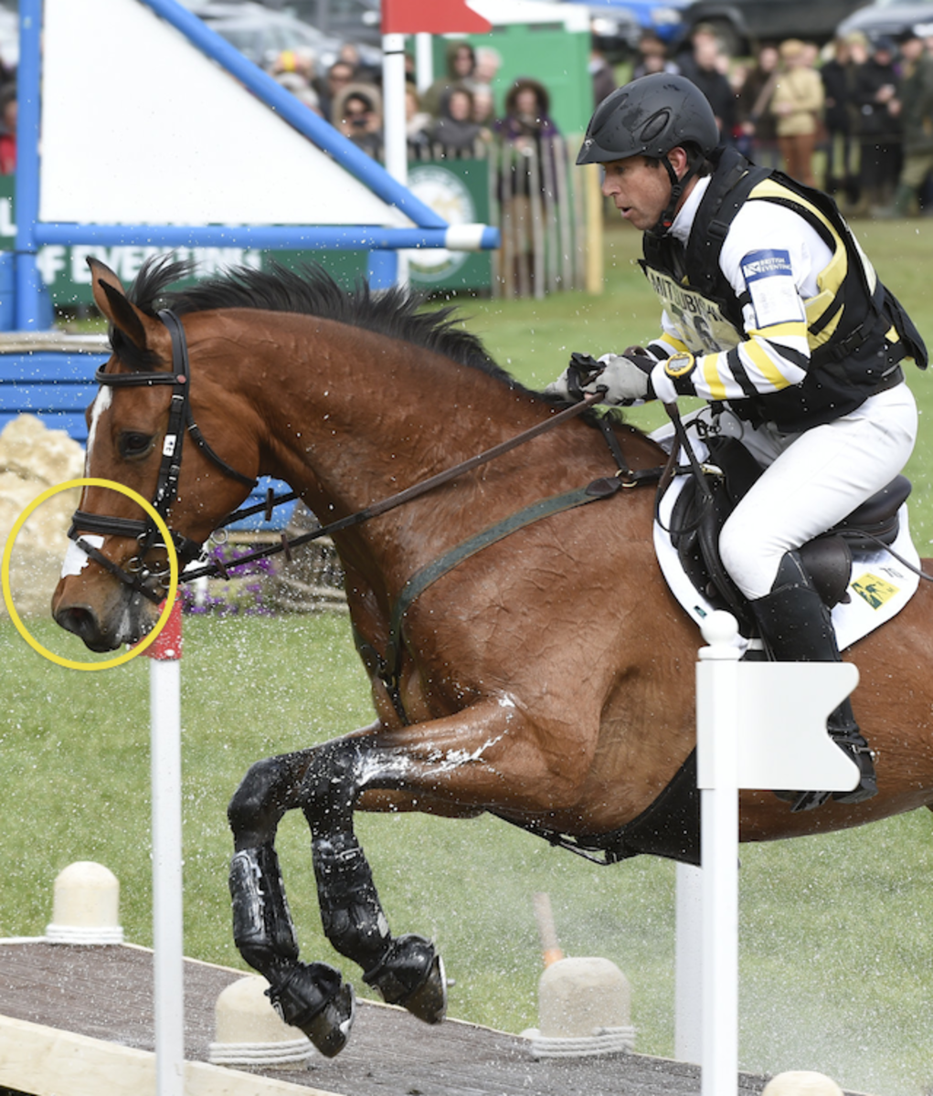 Fran Jurga`s Hoofcare + Lameness: The Olympic Hoof: US Eventing