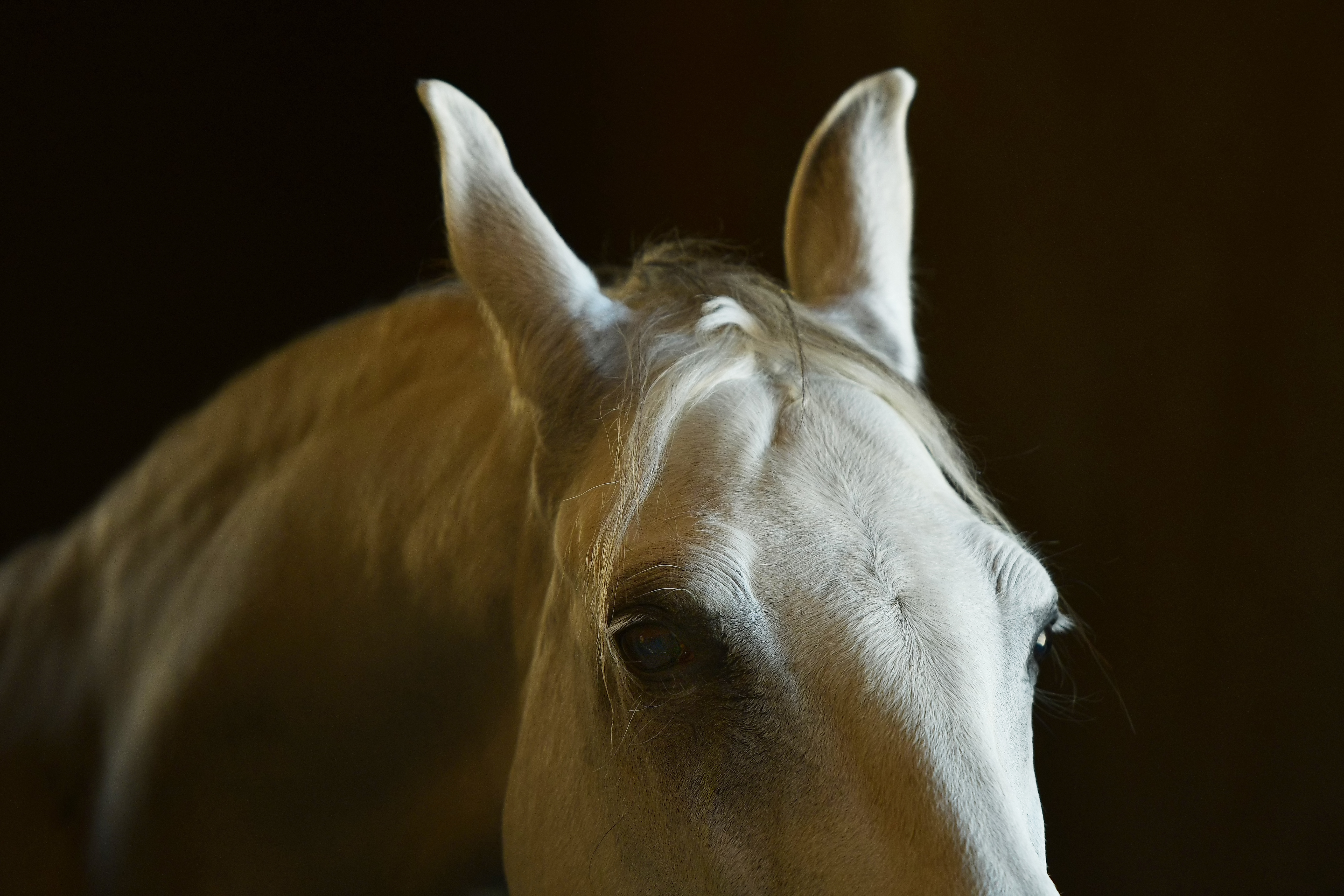 What your horse's hair whirls and whorls may mean