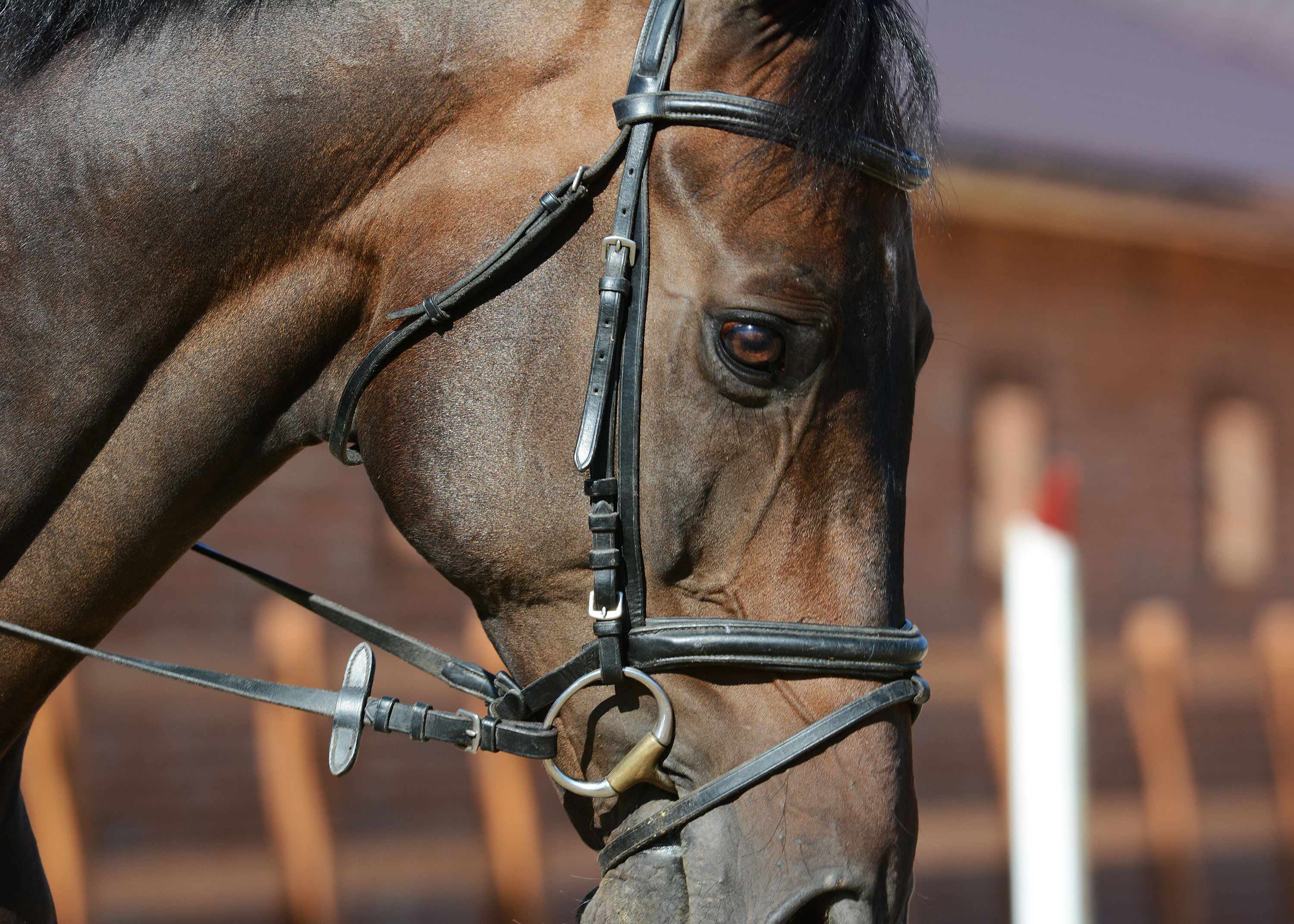 A bay close up of the head of a bay horse wearing a bridle with a dropped noseband