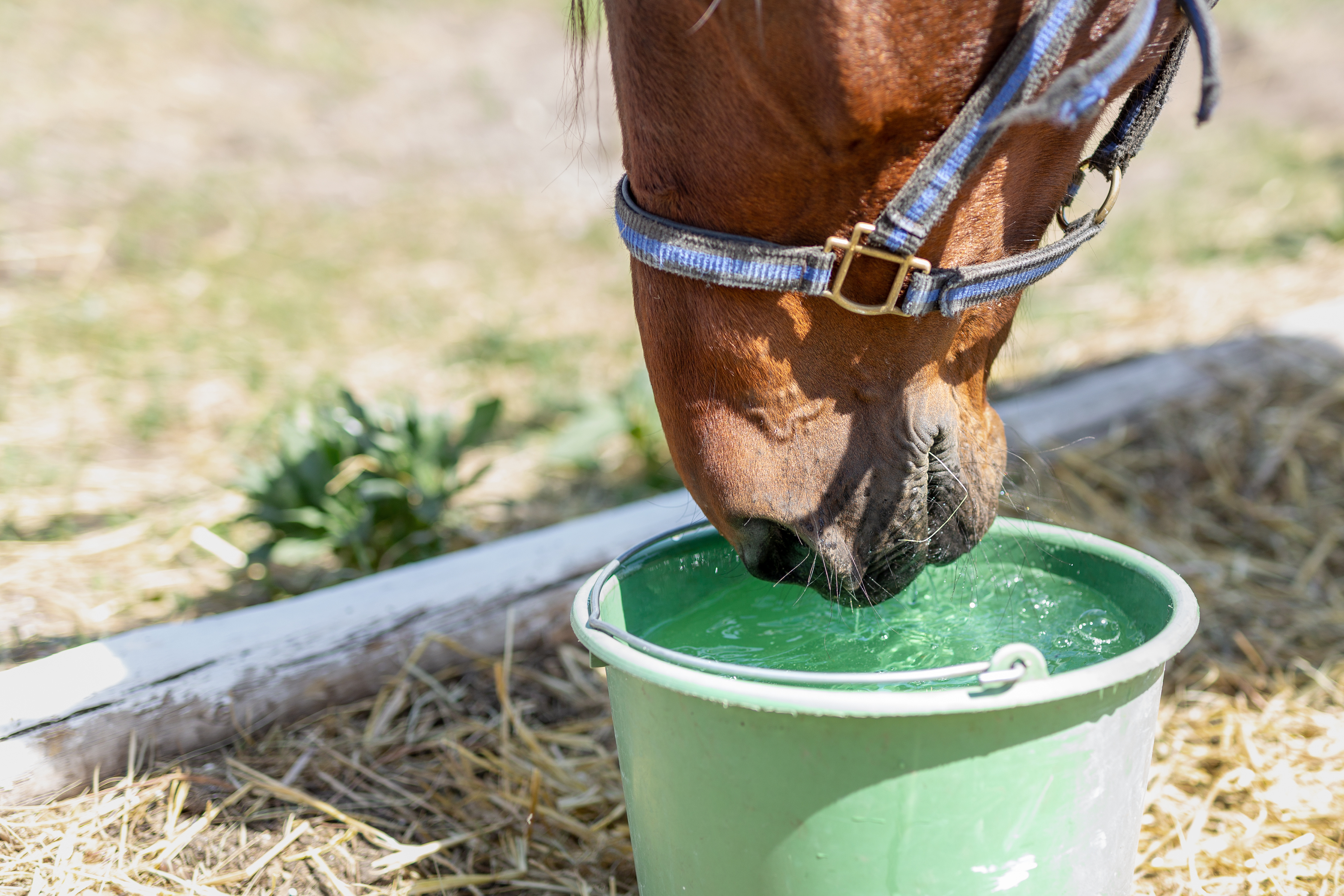 A horse drinking water out of a green bucket