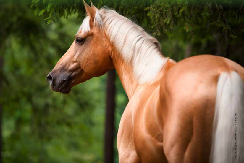 A palomino horse standing by a green tree in summer 