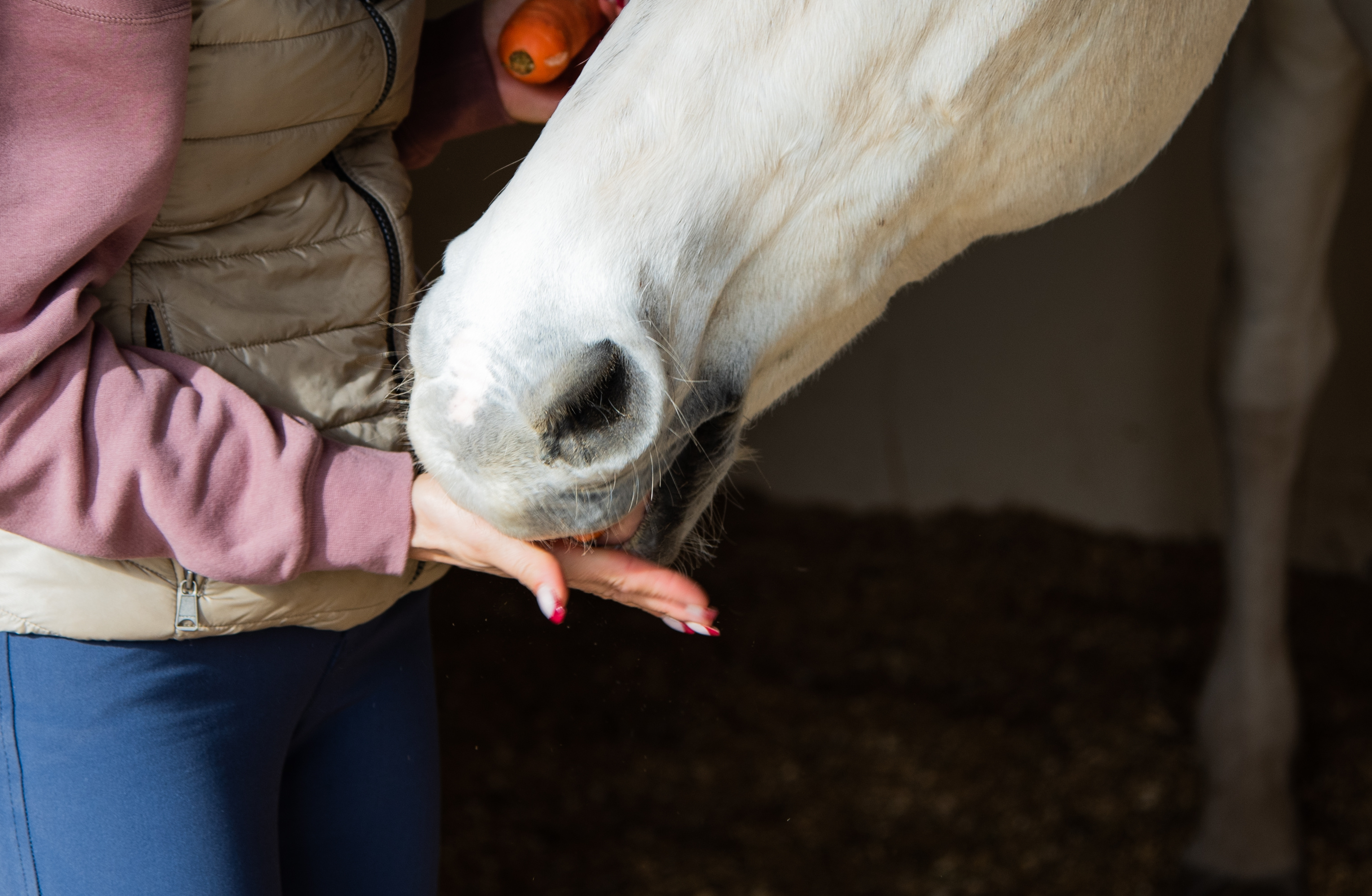A horse eating a treat out of a woman's hand