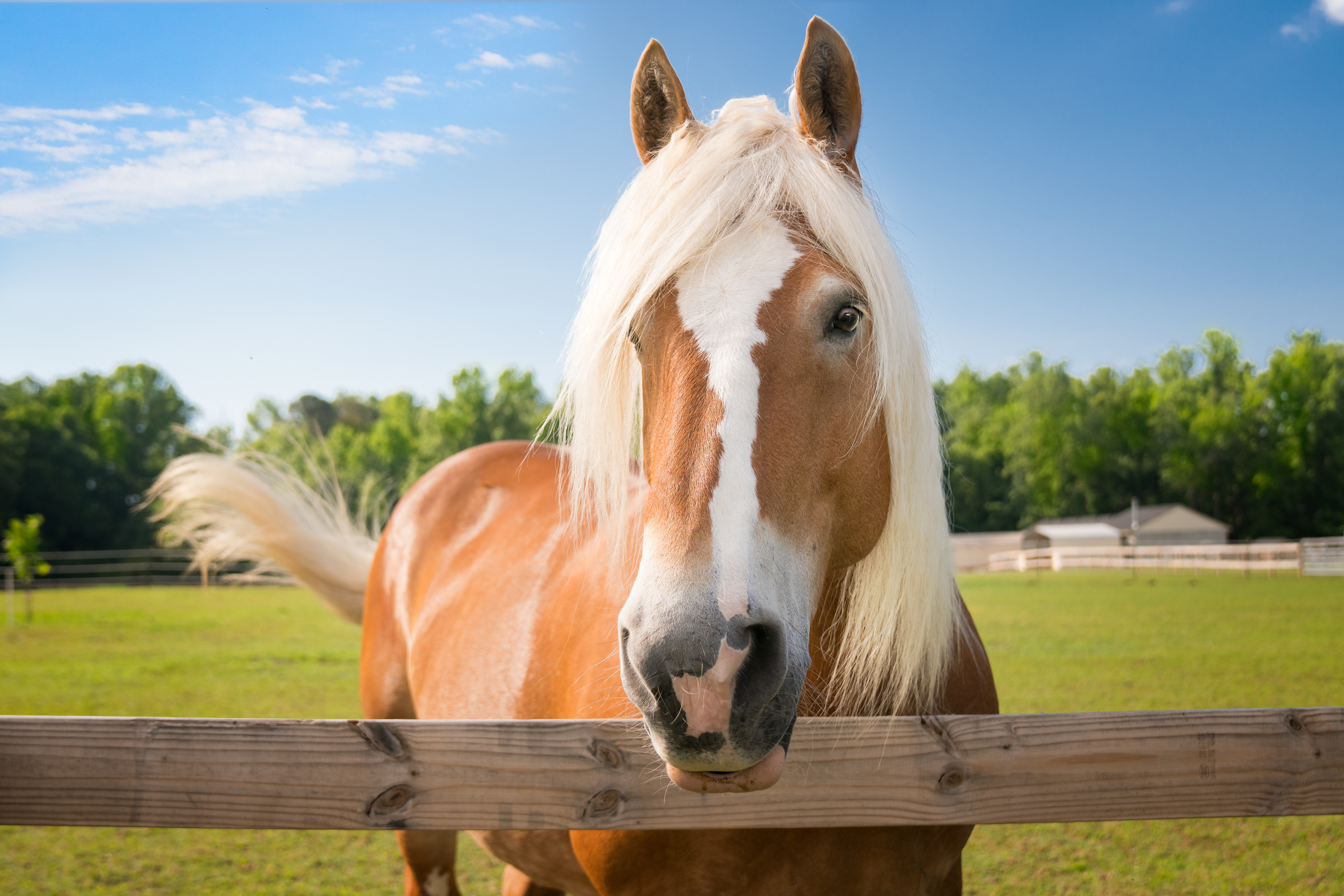 A palomino draft horse looking over a fence