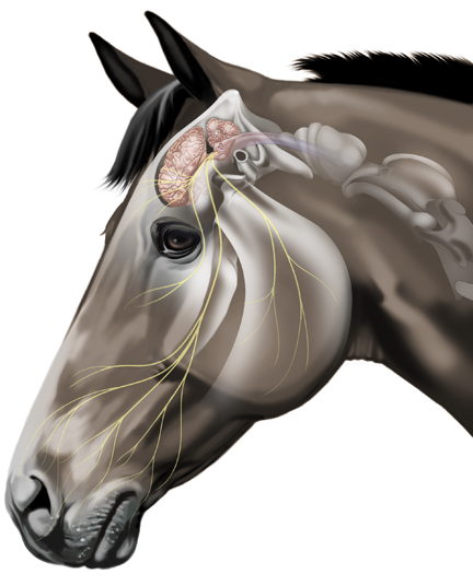 Illustration of the nerves of the equine head