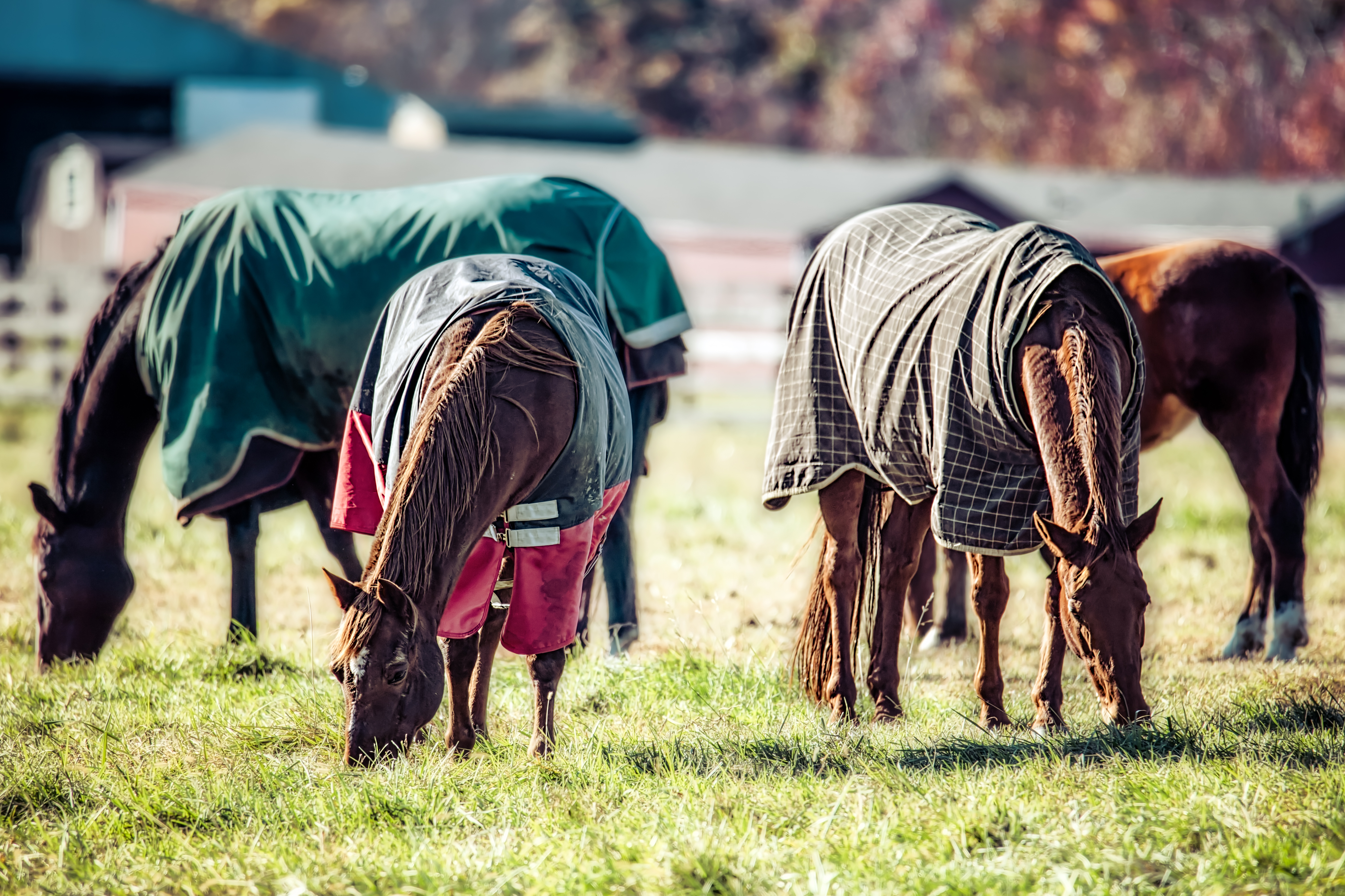 Horses in a field wearing blankets.
