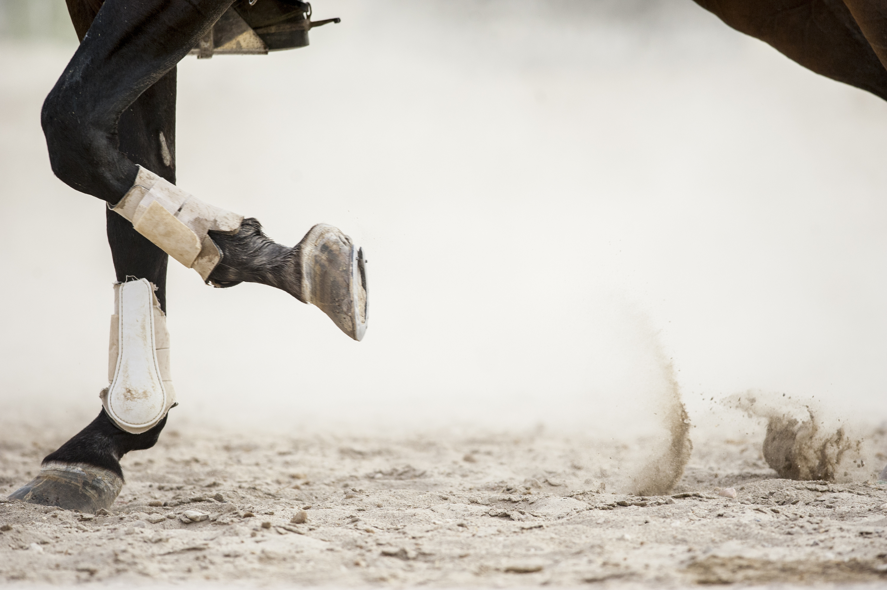 Close up of a horse's legs, kicking up dust from the ground.