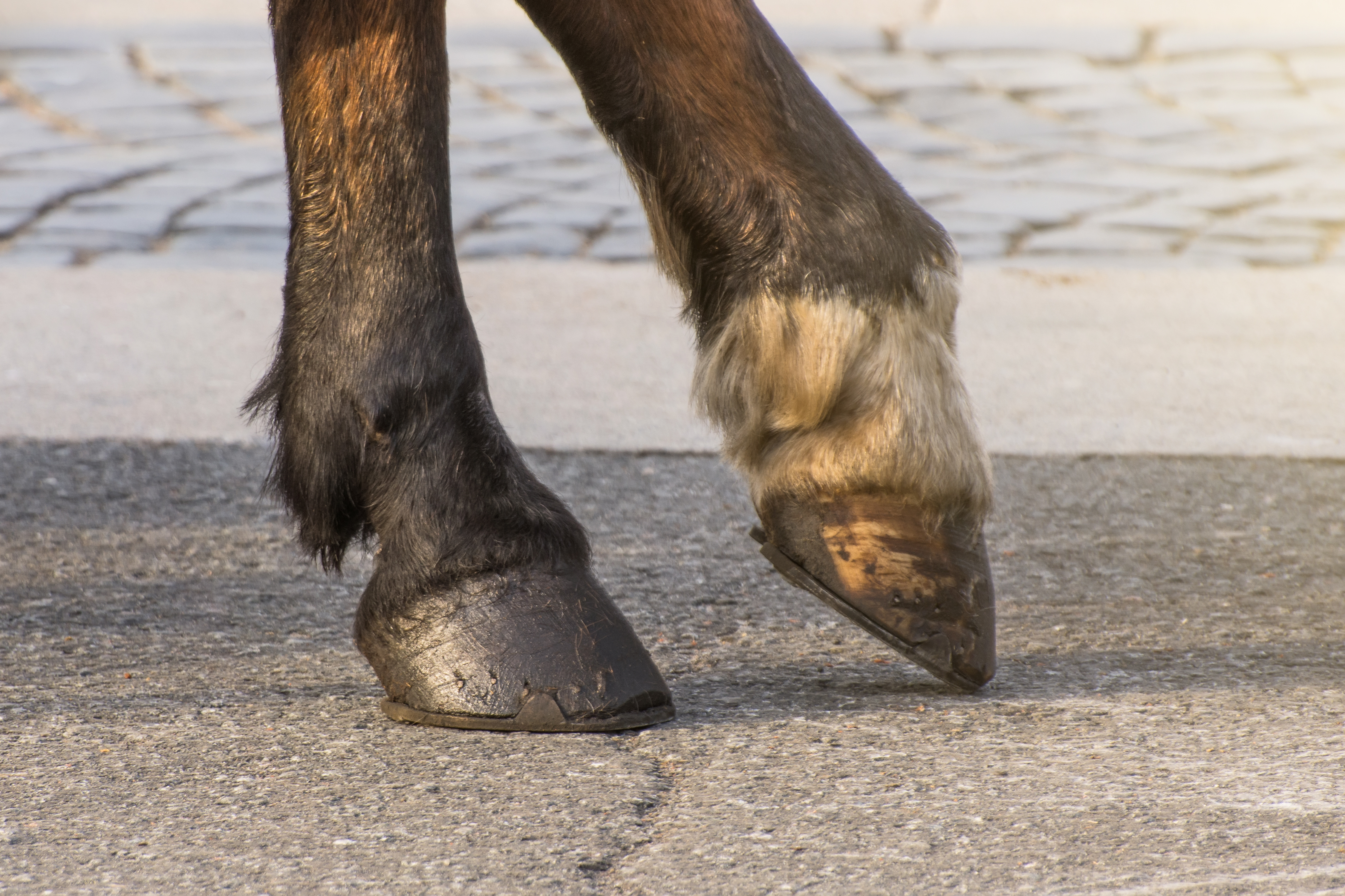 are horse hooves safe for dogs