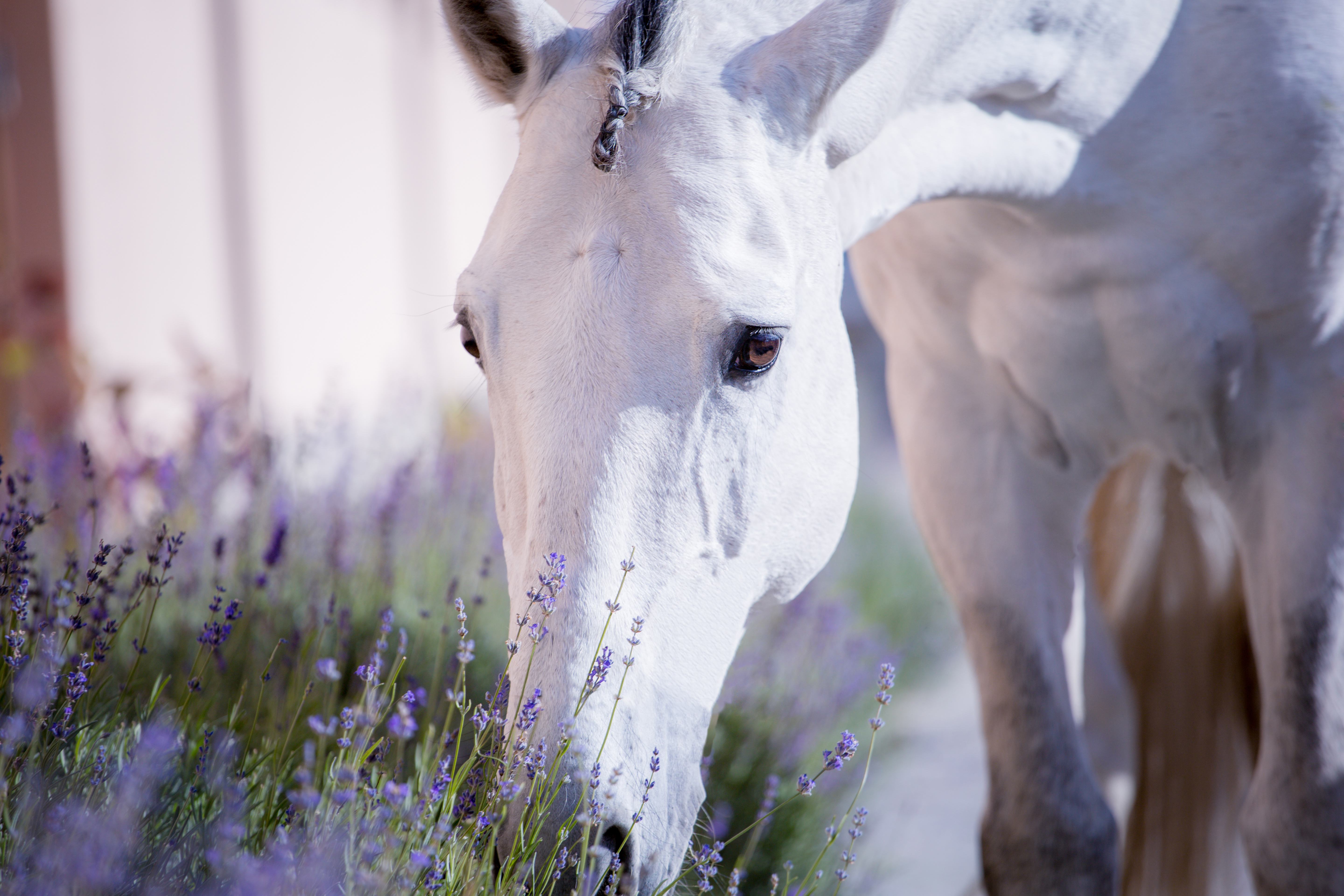 A horse sniffing lavender plant.