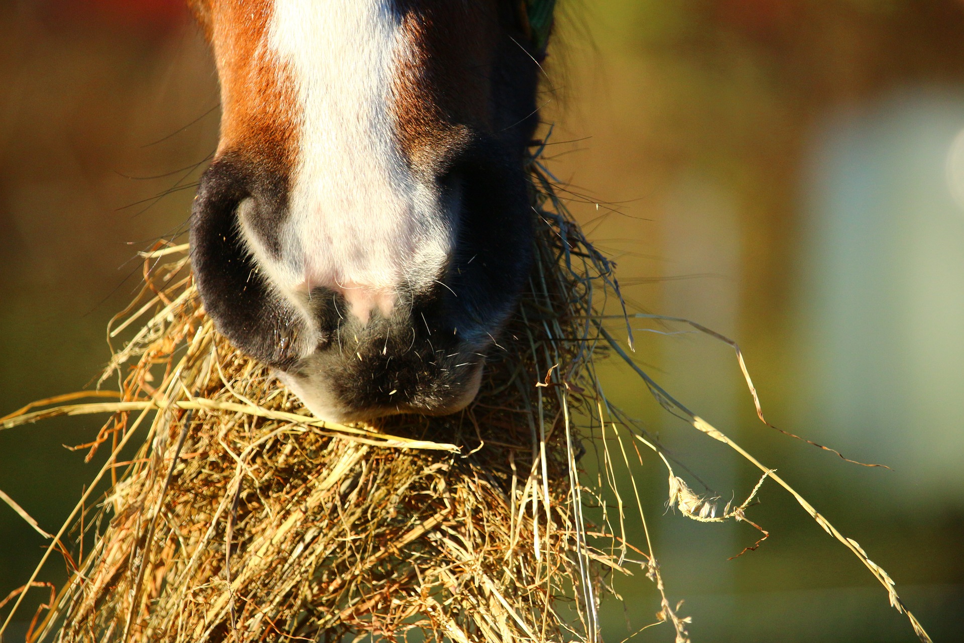 Are you feeding your horse enough hay?