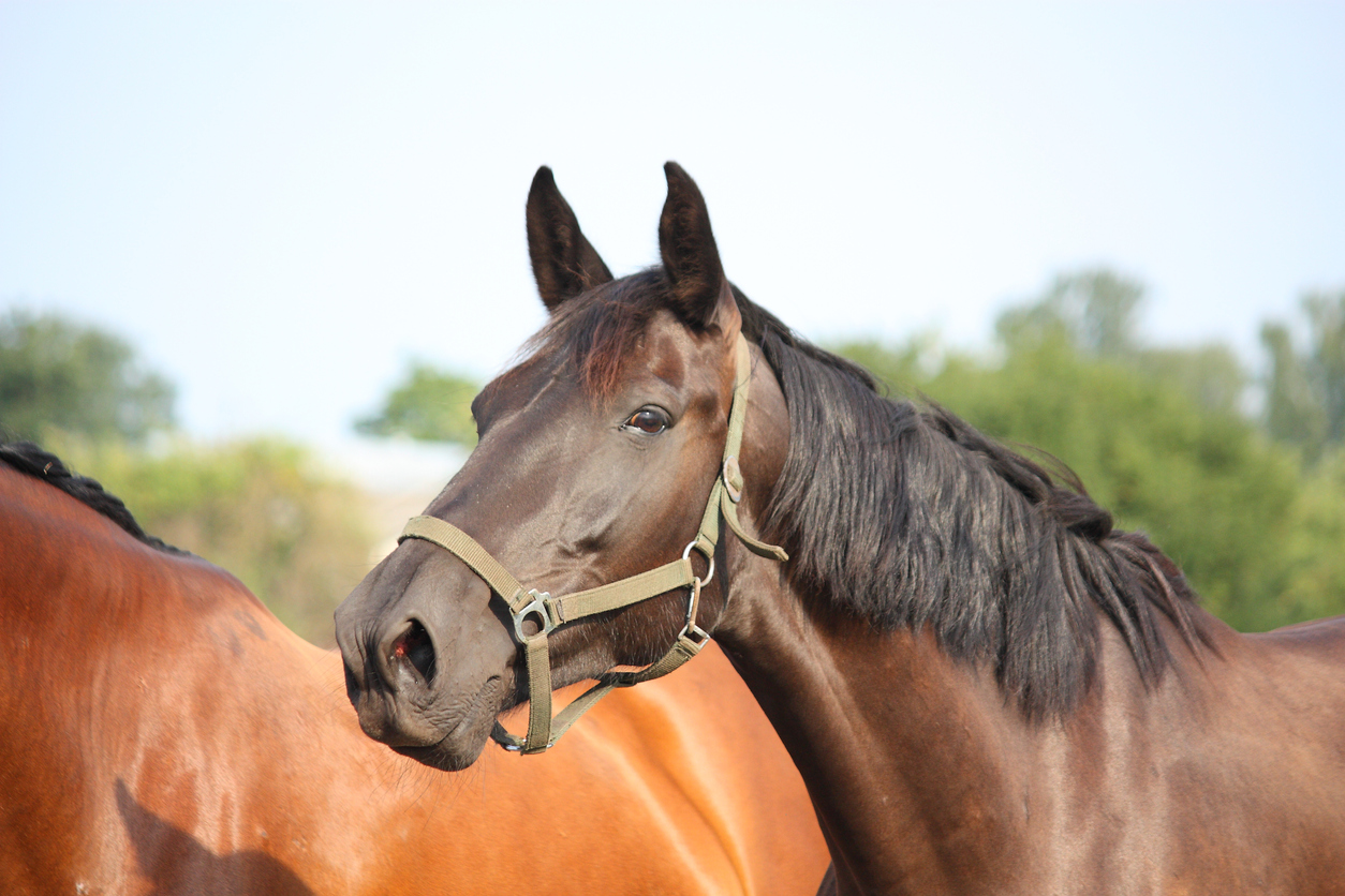 A dark bay horse wearing a halter, looking alert
