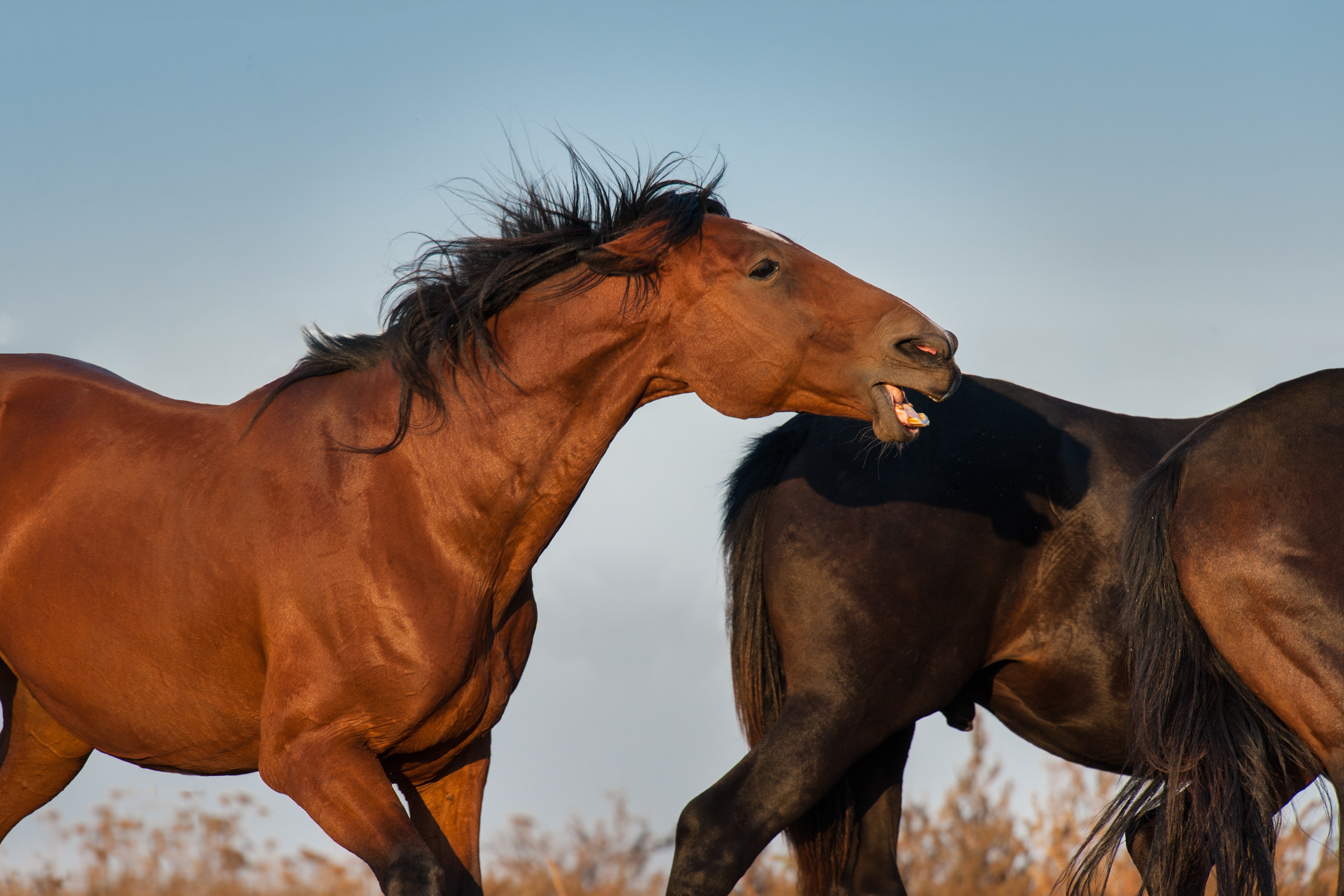 A bay horse biting the hindquarters of another horse. 