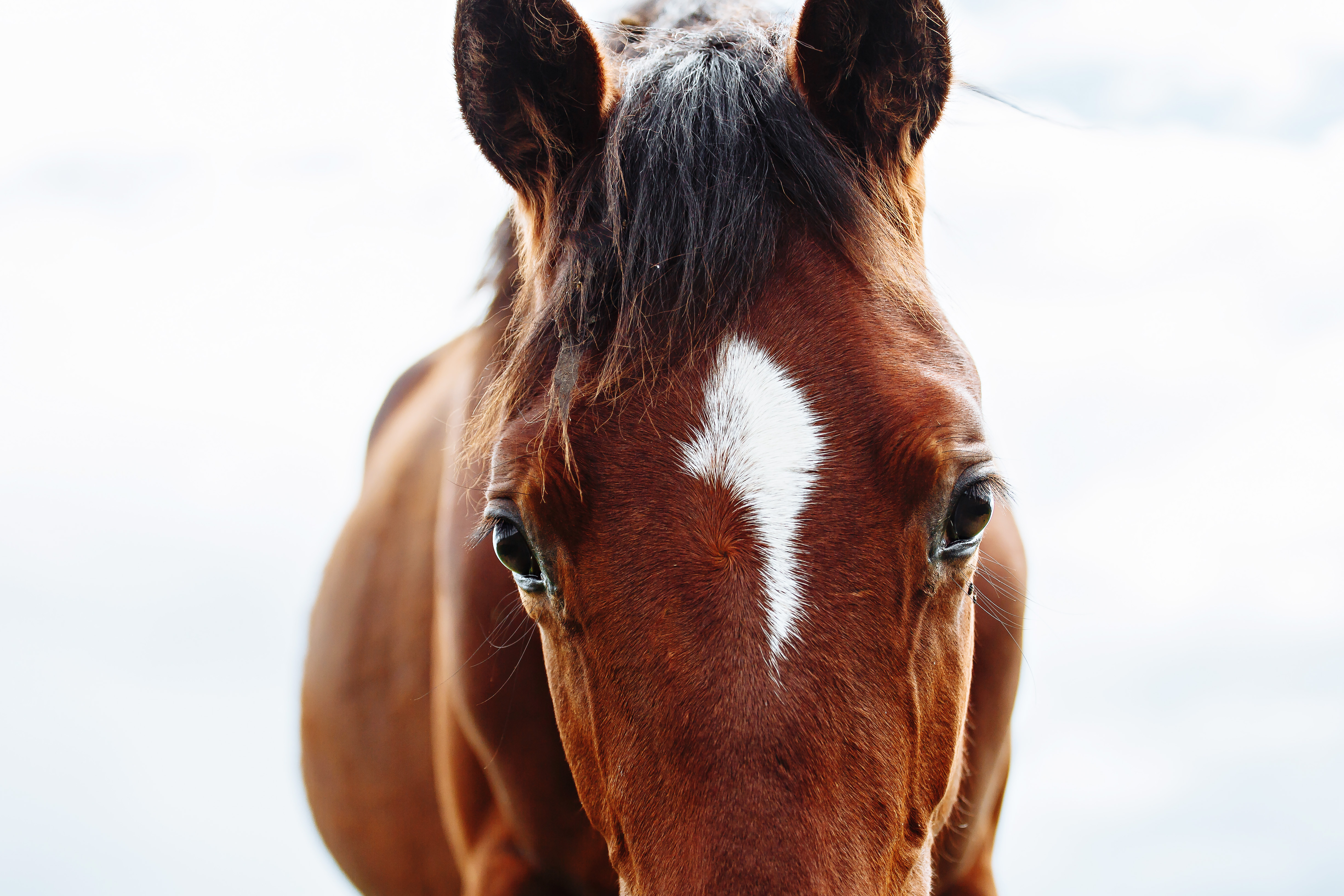 Close up of a horse' face, as seen from the very front. 