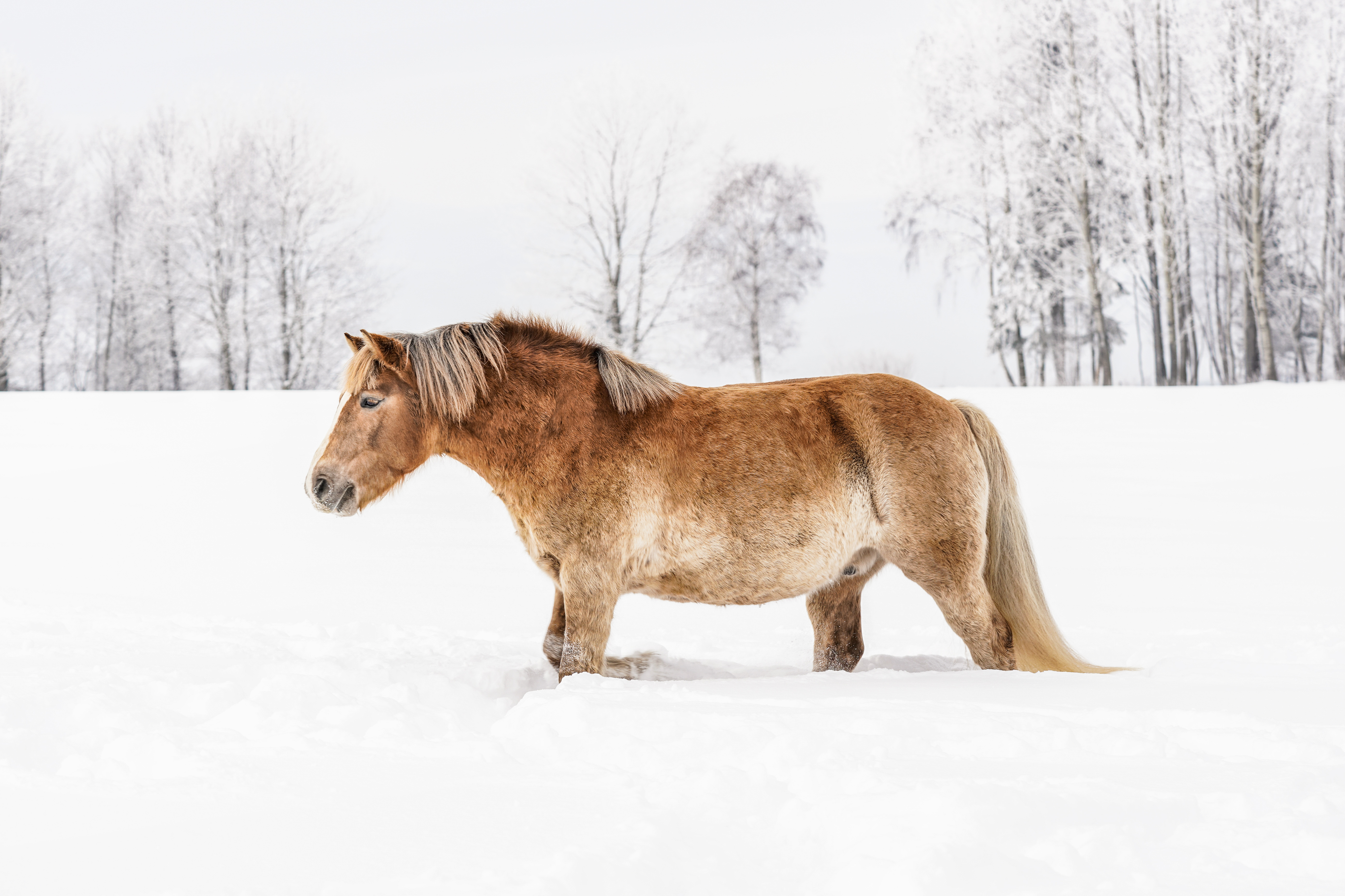 Making Sure Your Horse Has Water During Severe Winter Storms – The Horse