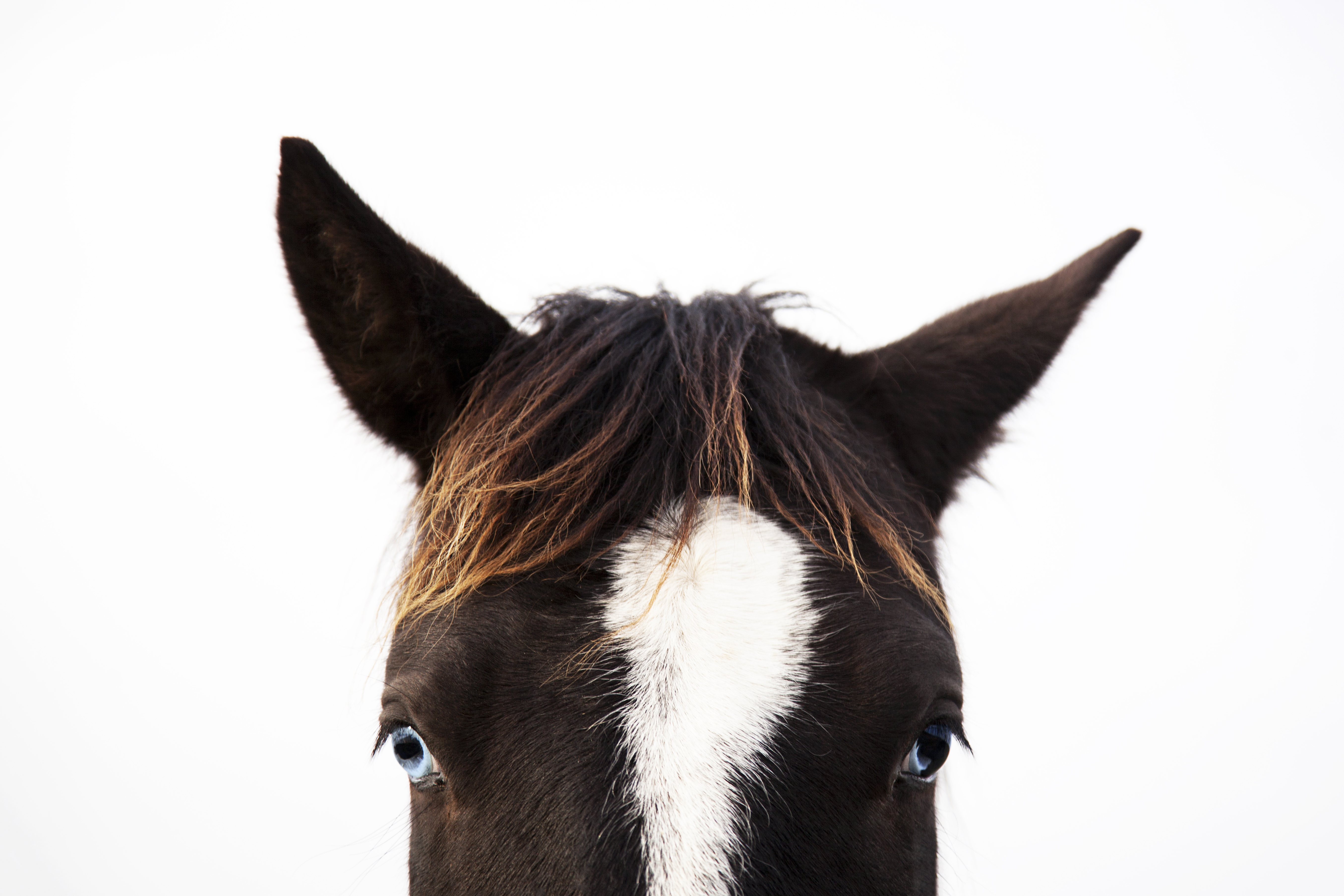 Close up of a horse with blue eyes and his ears askew.