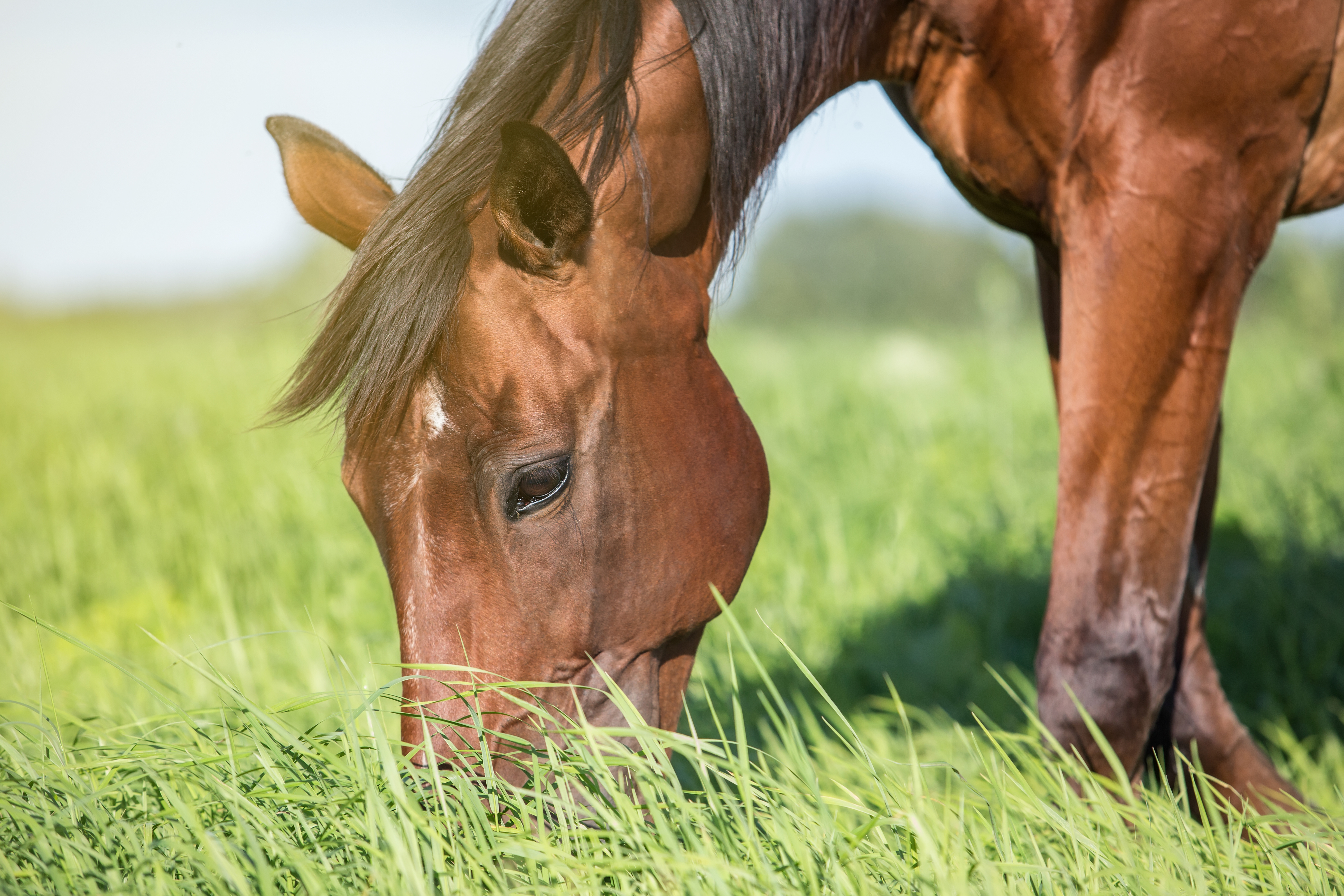 A horse grazing in a field of long grass. 