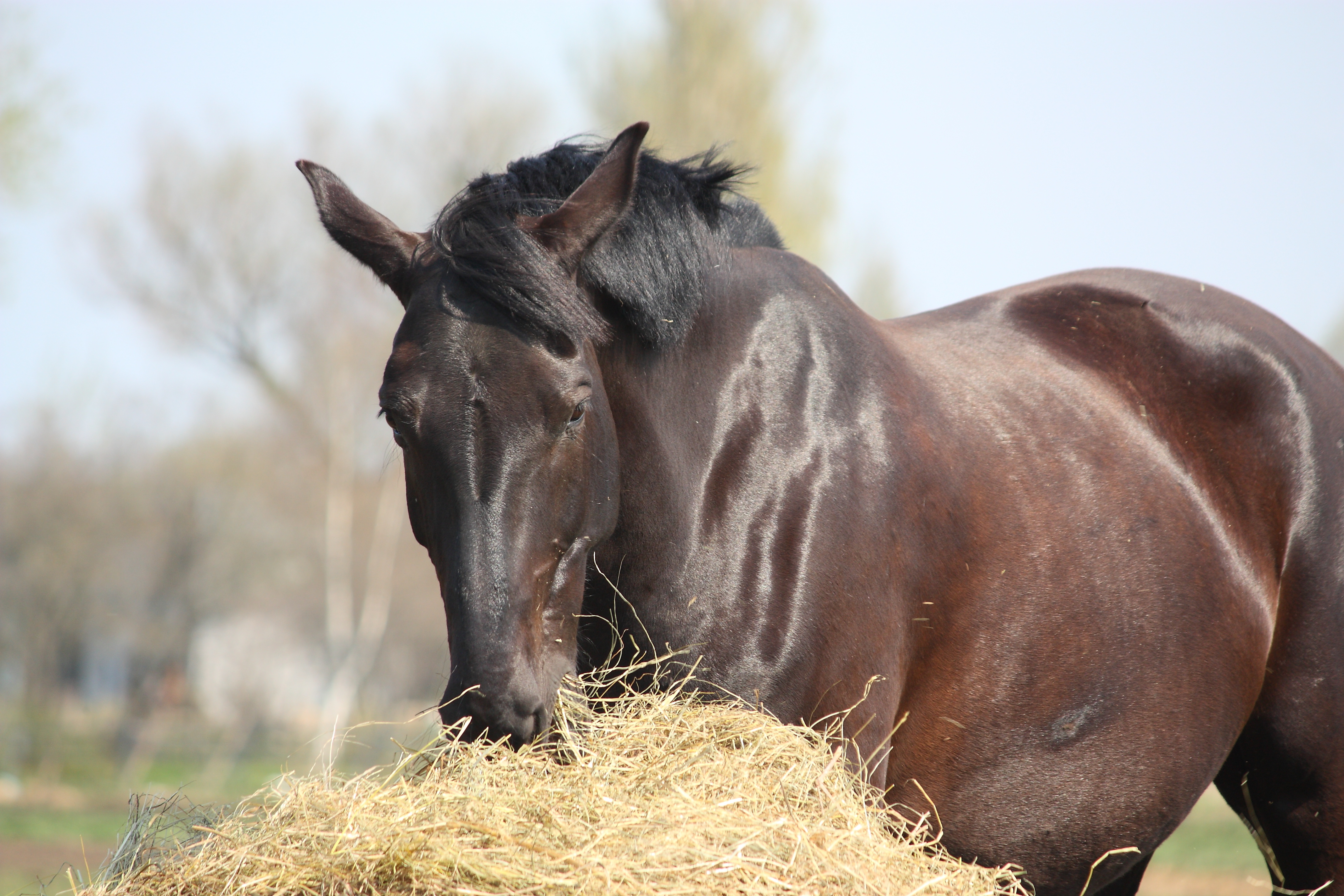 A horse eating hay from a roundable