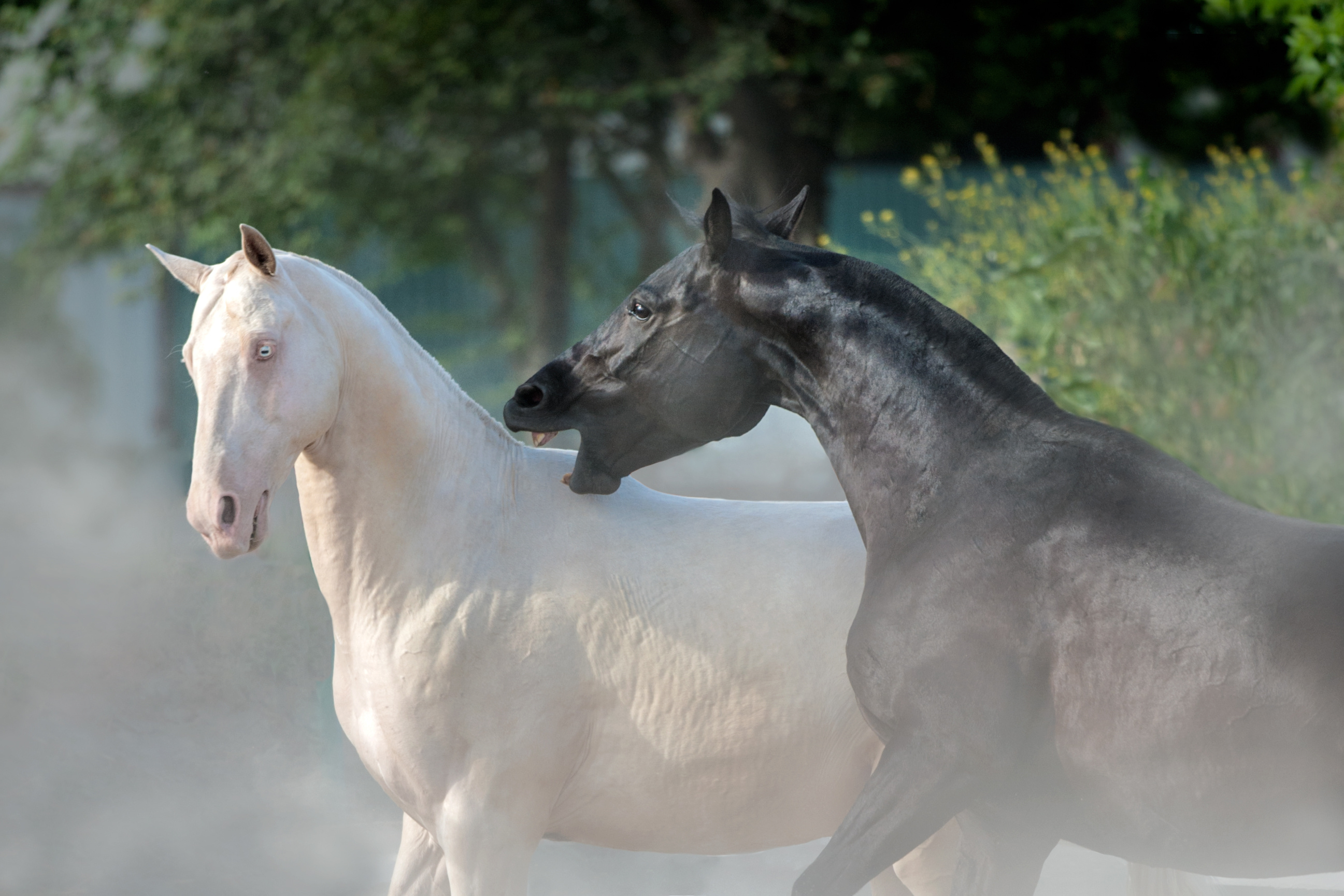 Two horses fighting, with a black one biting the neck of a white one. 
