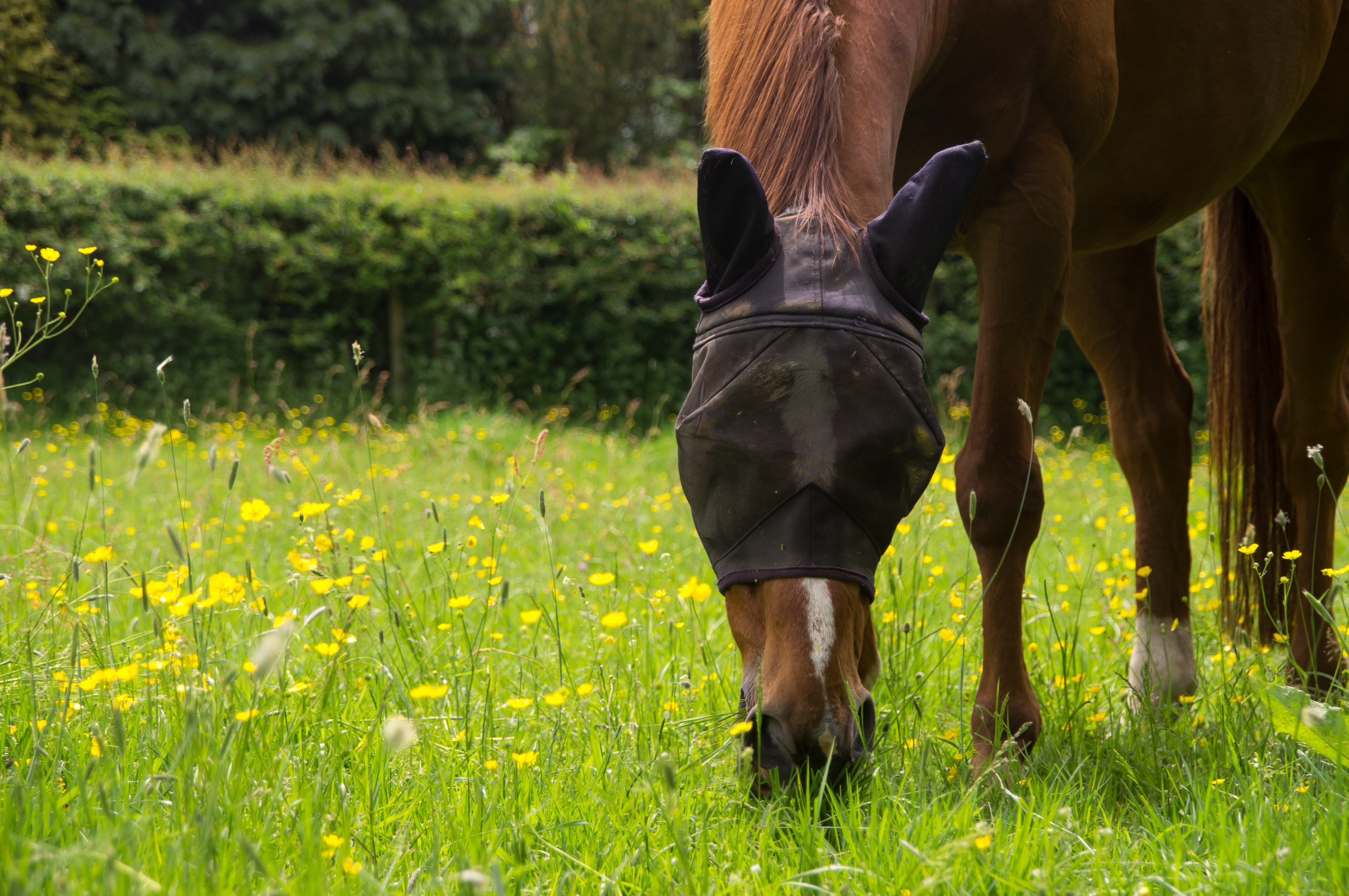 A horse grazing in a field with dandelions wearing a flymask