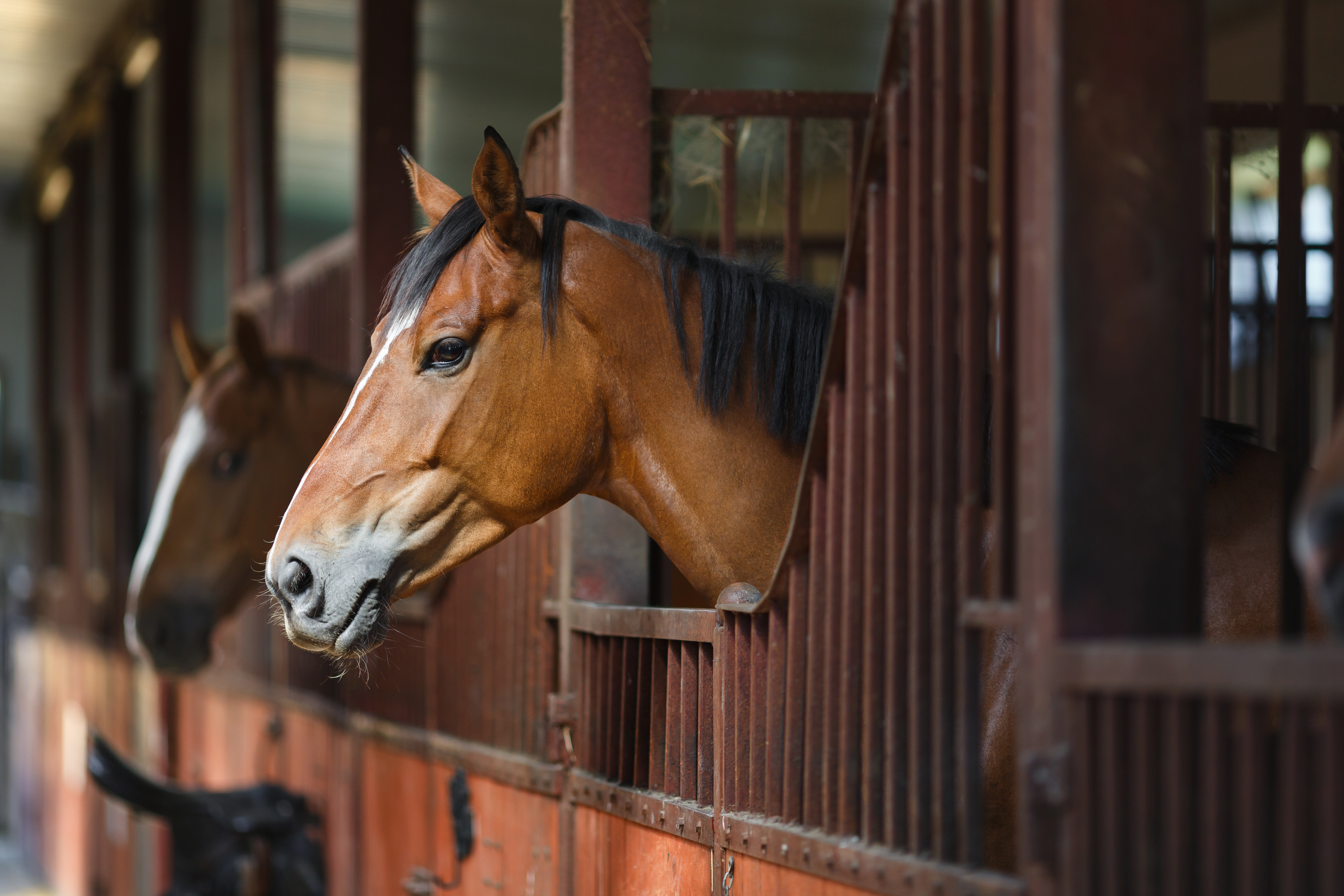 A horse looking out of a stall
