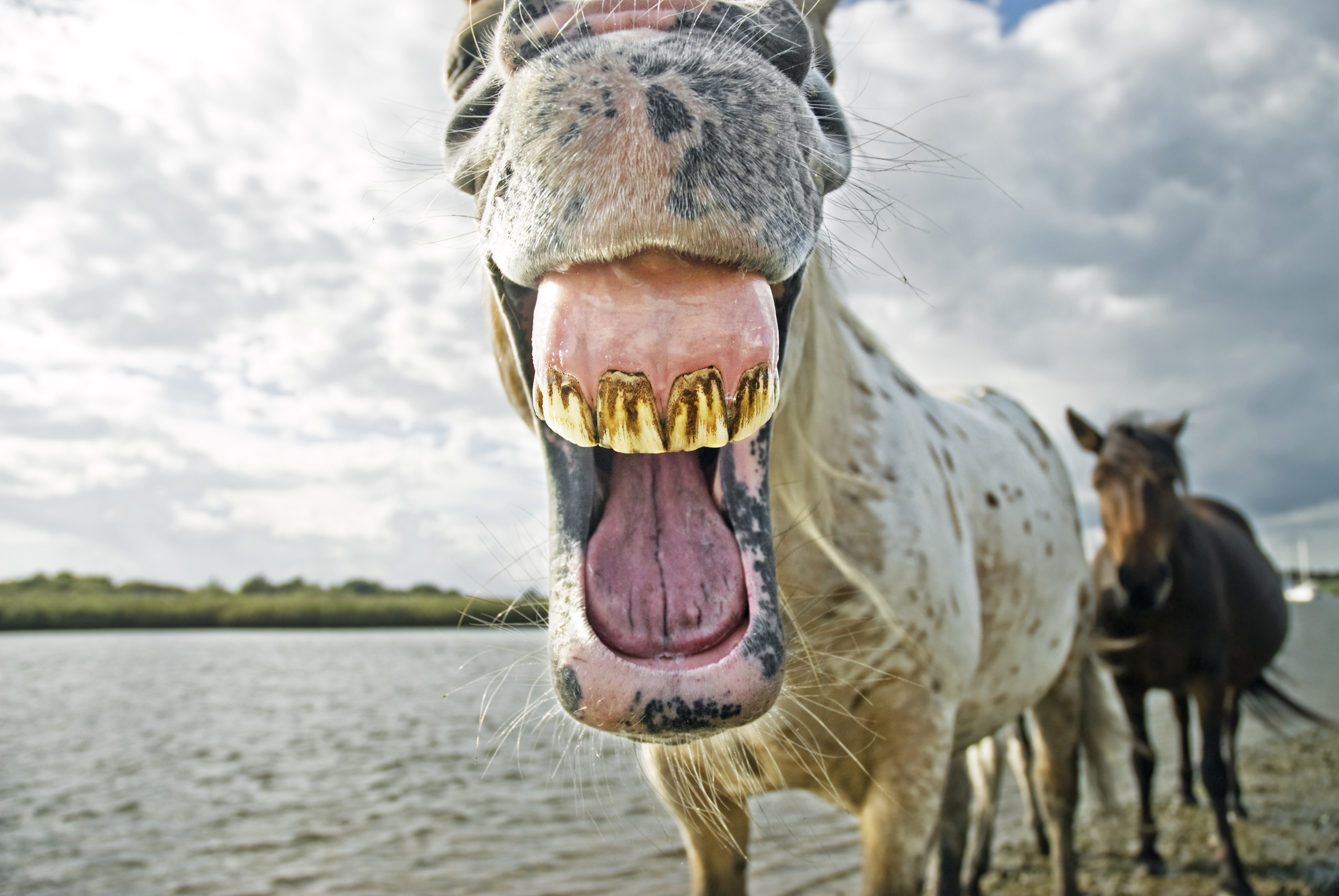 A horse yawning, showing his teeth and gums 