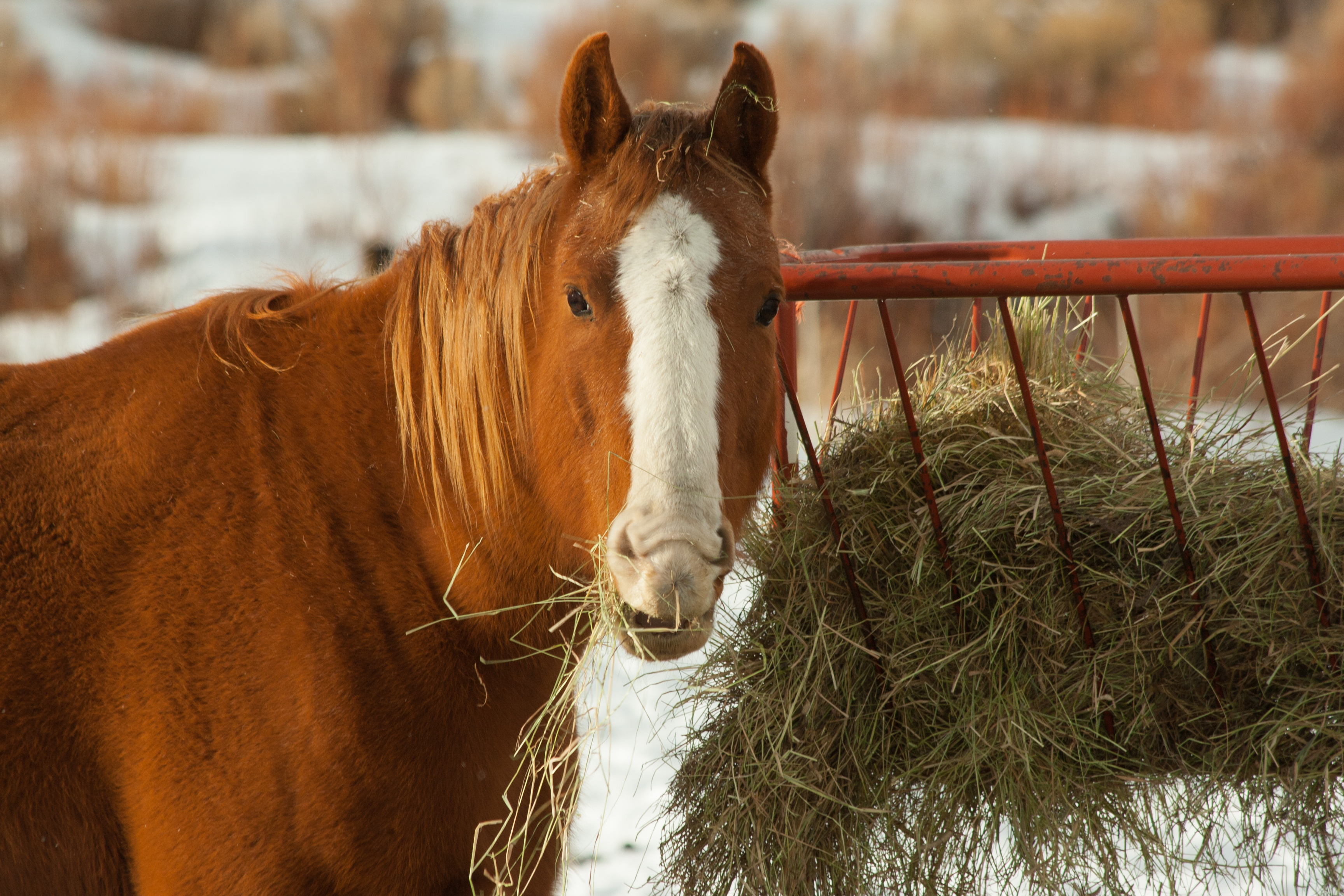 A horse eating hay out of a feeder during the winter. 