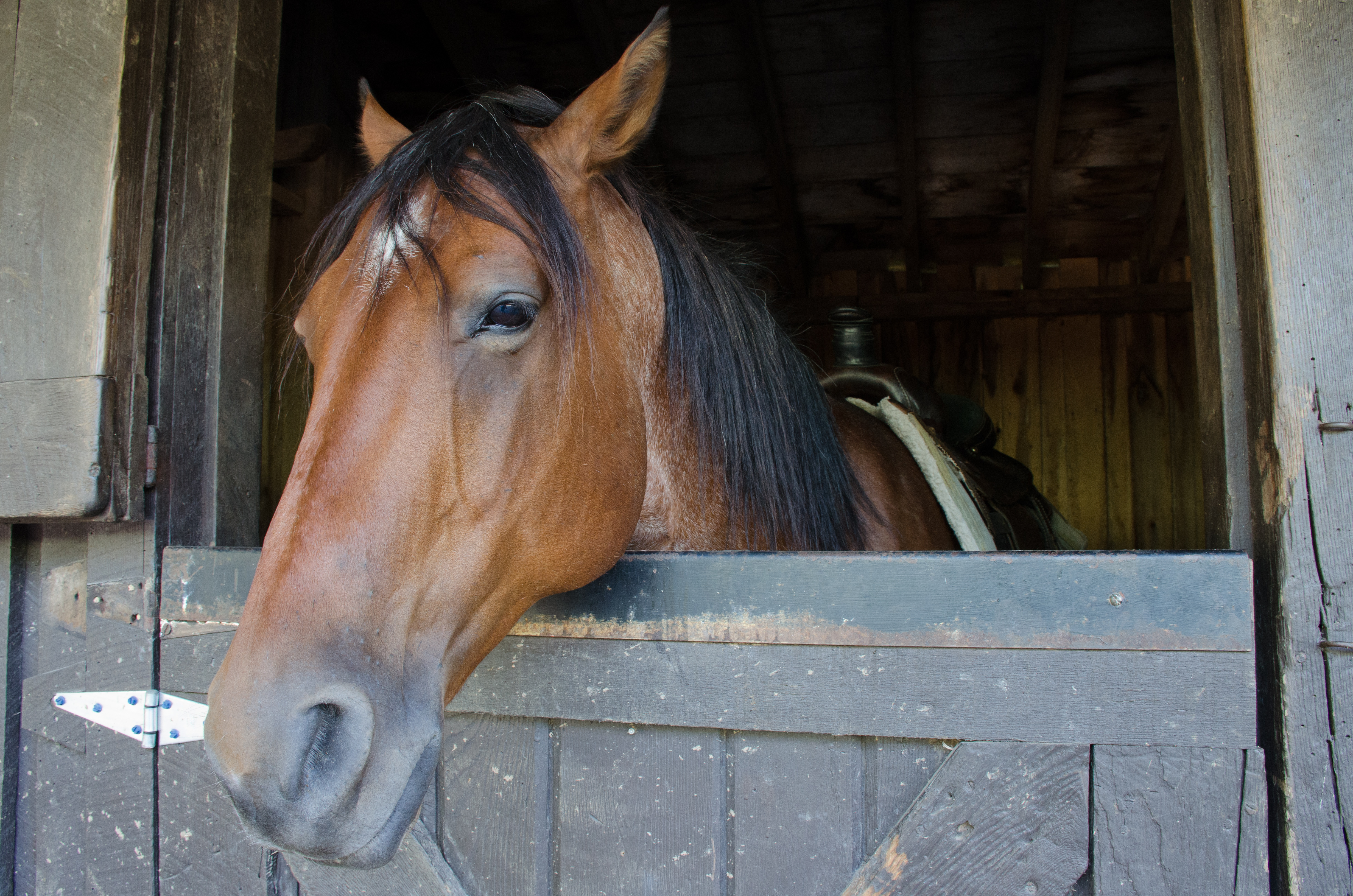 A horse looking over a stall door with his ears back and looking tired. 
