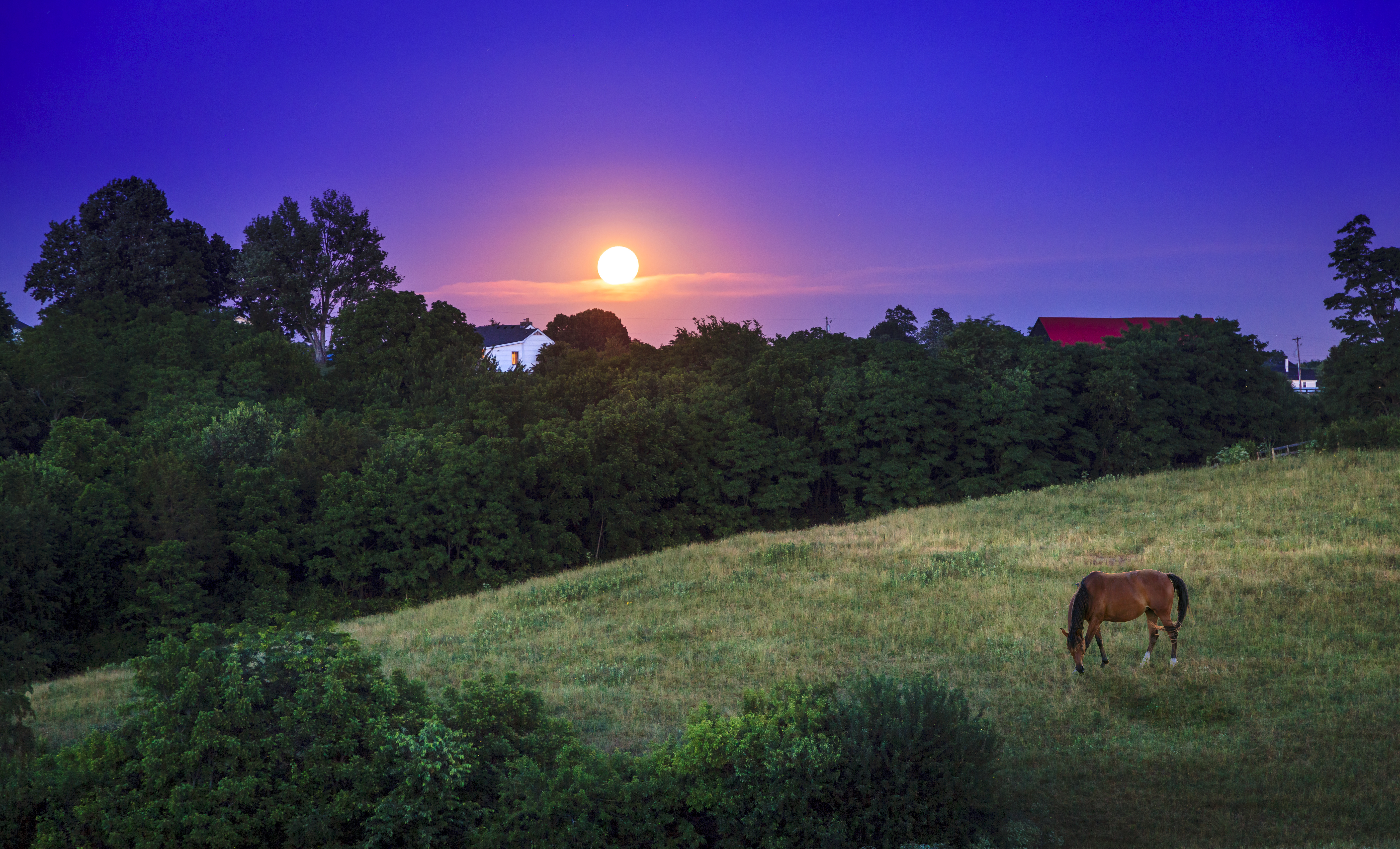 A horse grazing in a large field as the sun sets behind him 