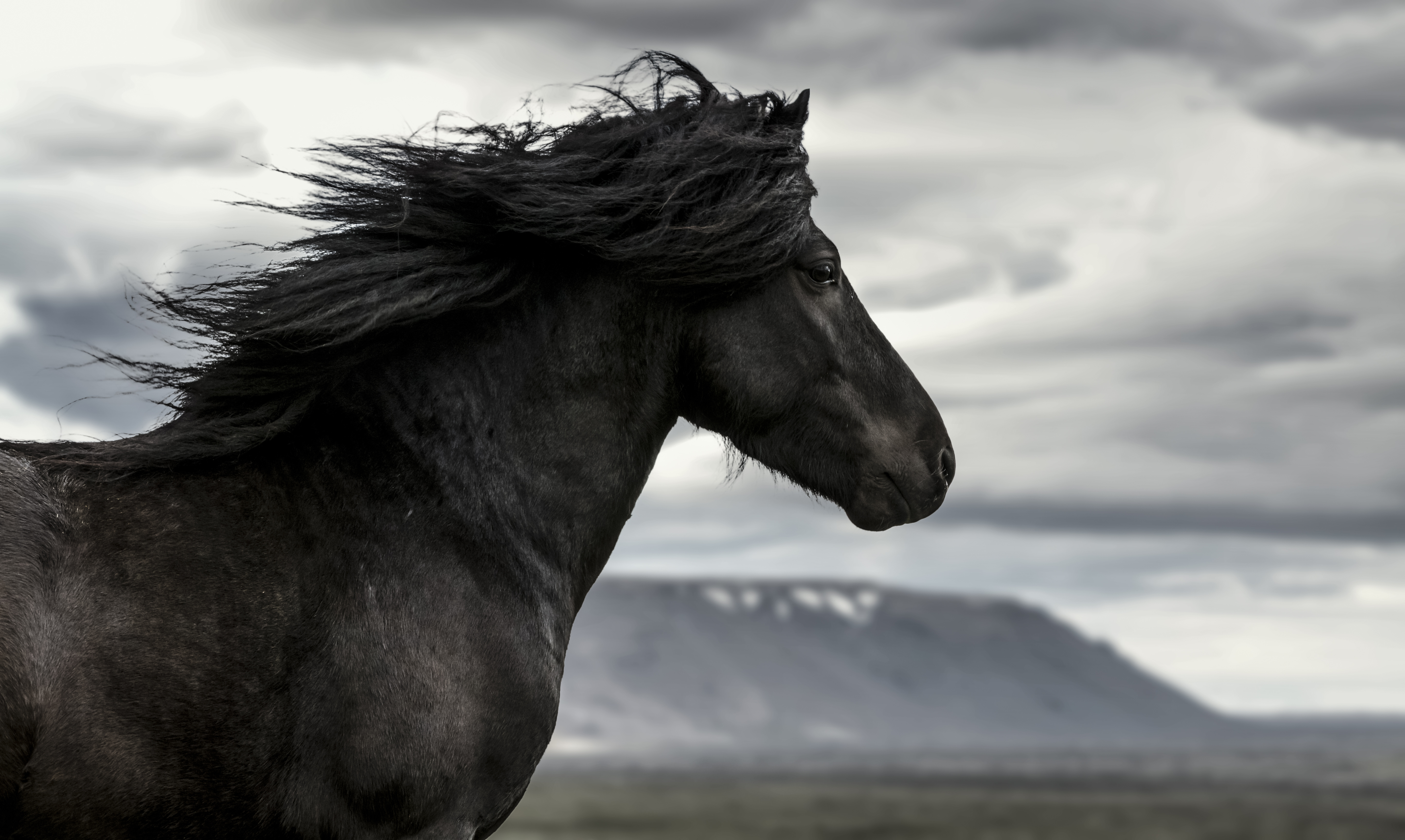 A black horse with the wind blowing his forelock back; a mountain in the background