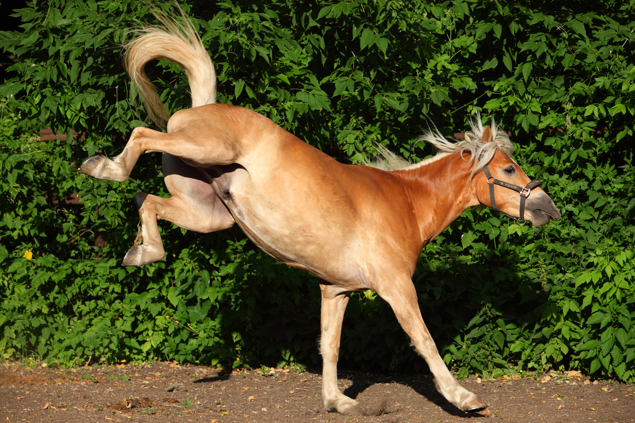 A palomino horse kicking out as he gallops 