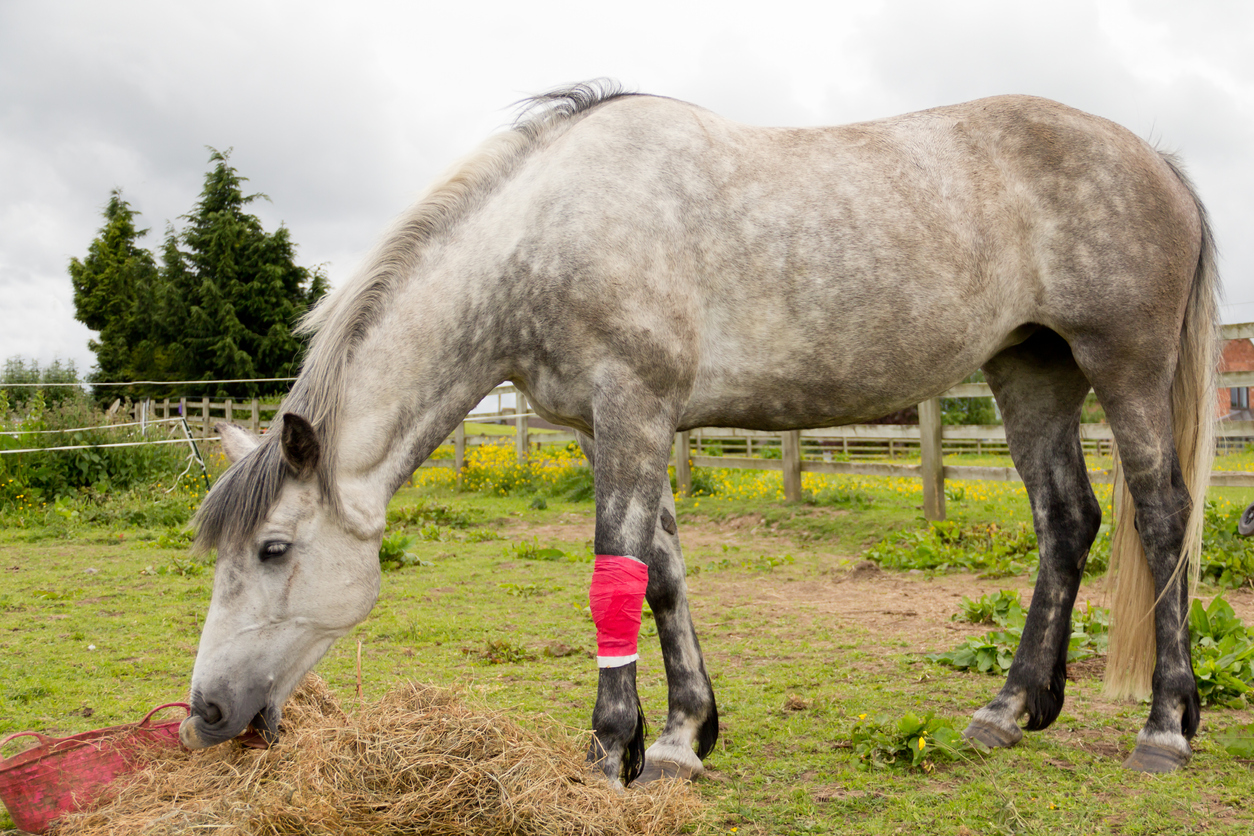 A grey horses with a red bandage on his knee 
