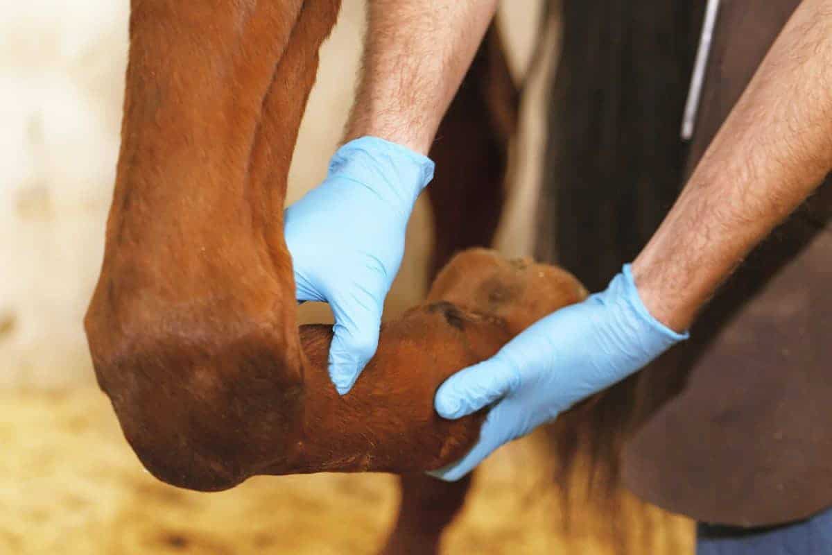 A gloved hand feeling a horse's tendon. 