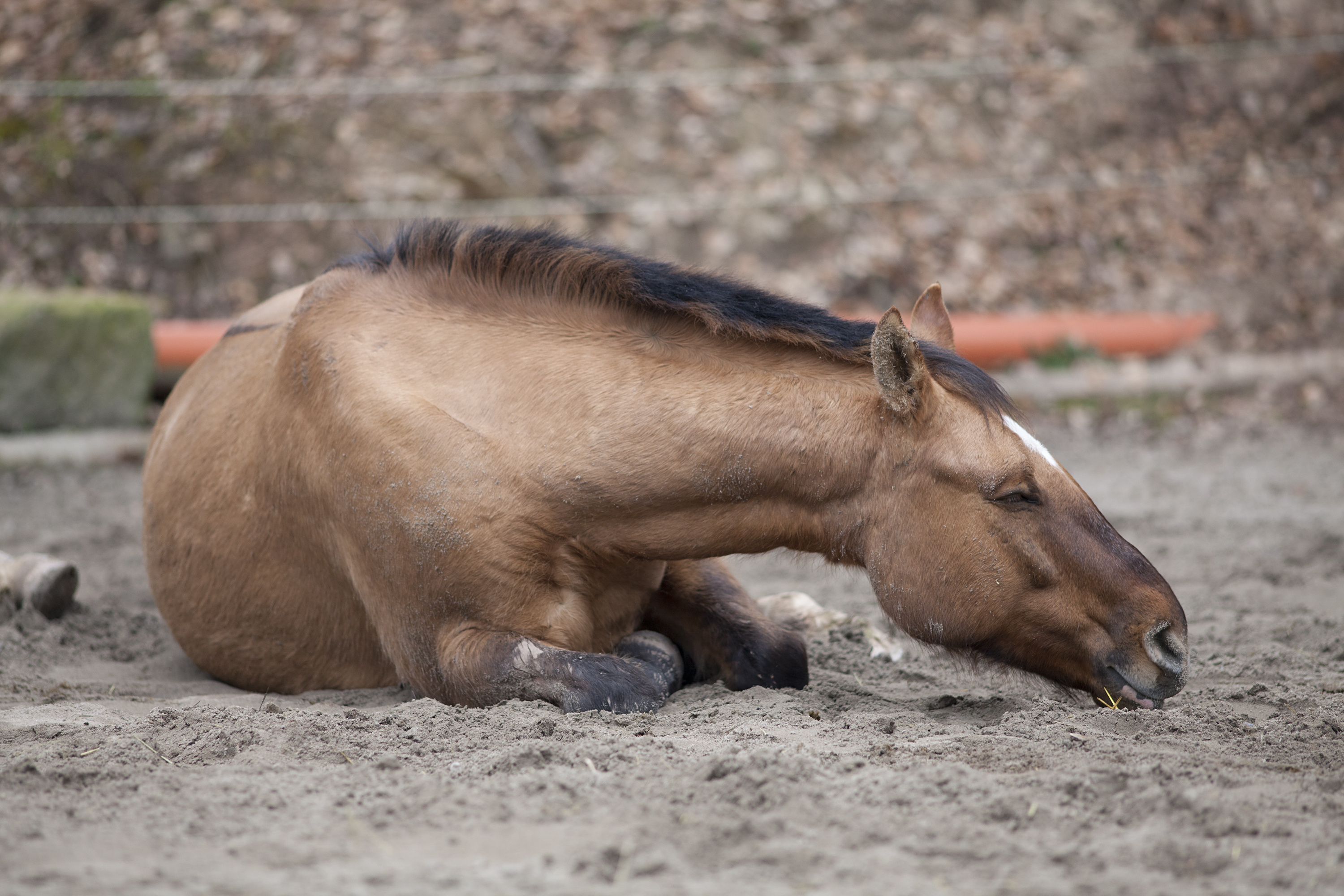 A horse lying down in the dirt