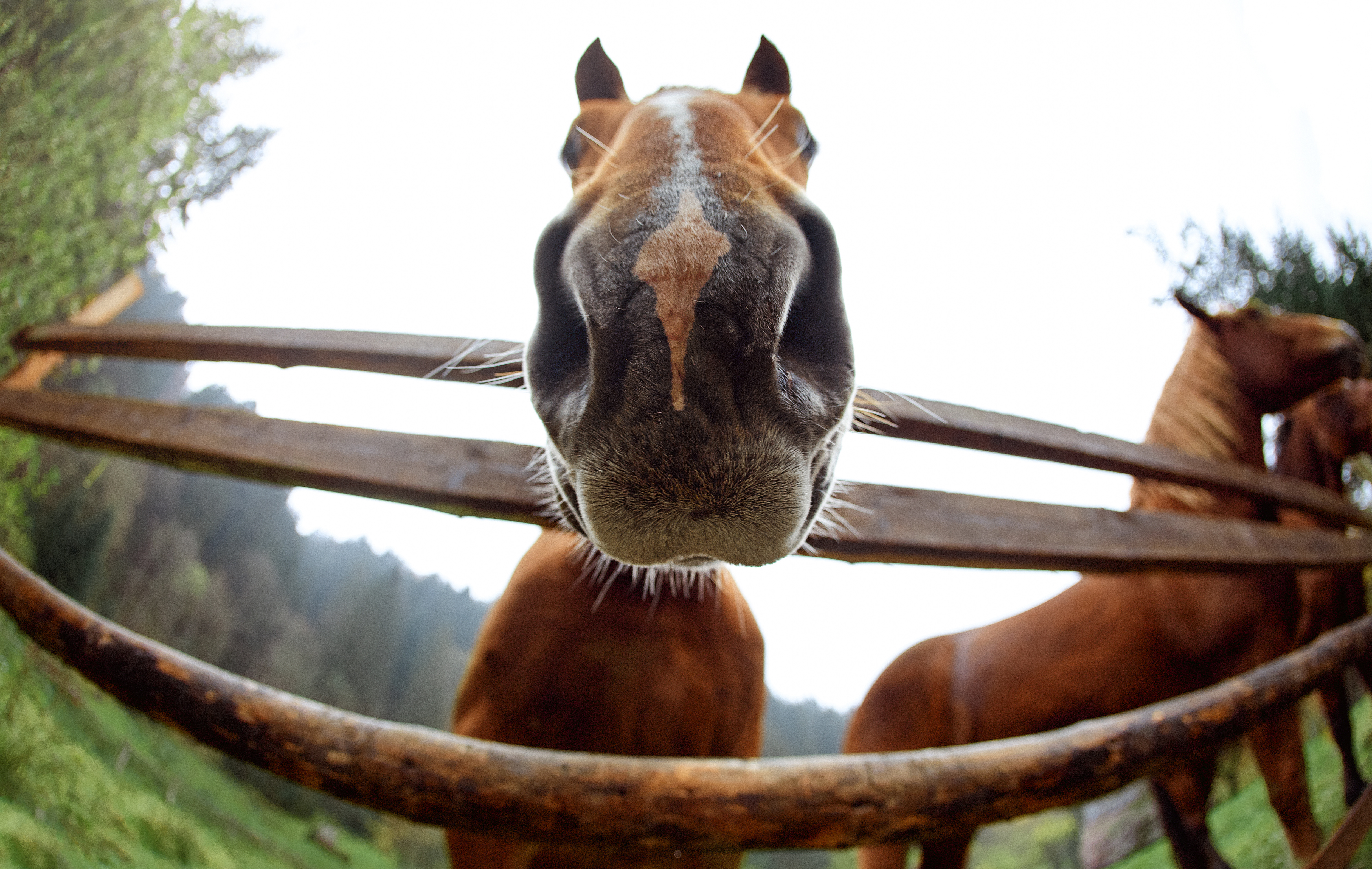 Close up view of a horse's nose 