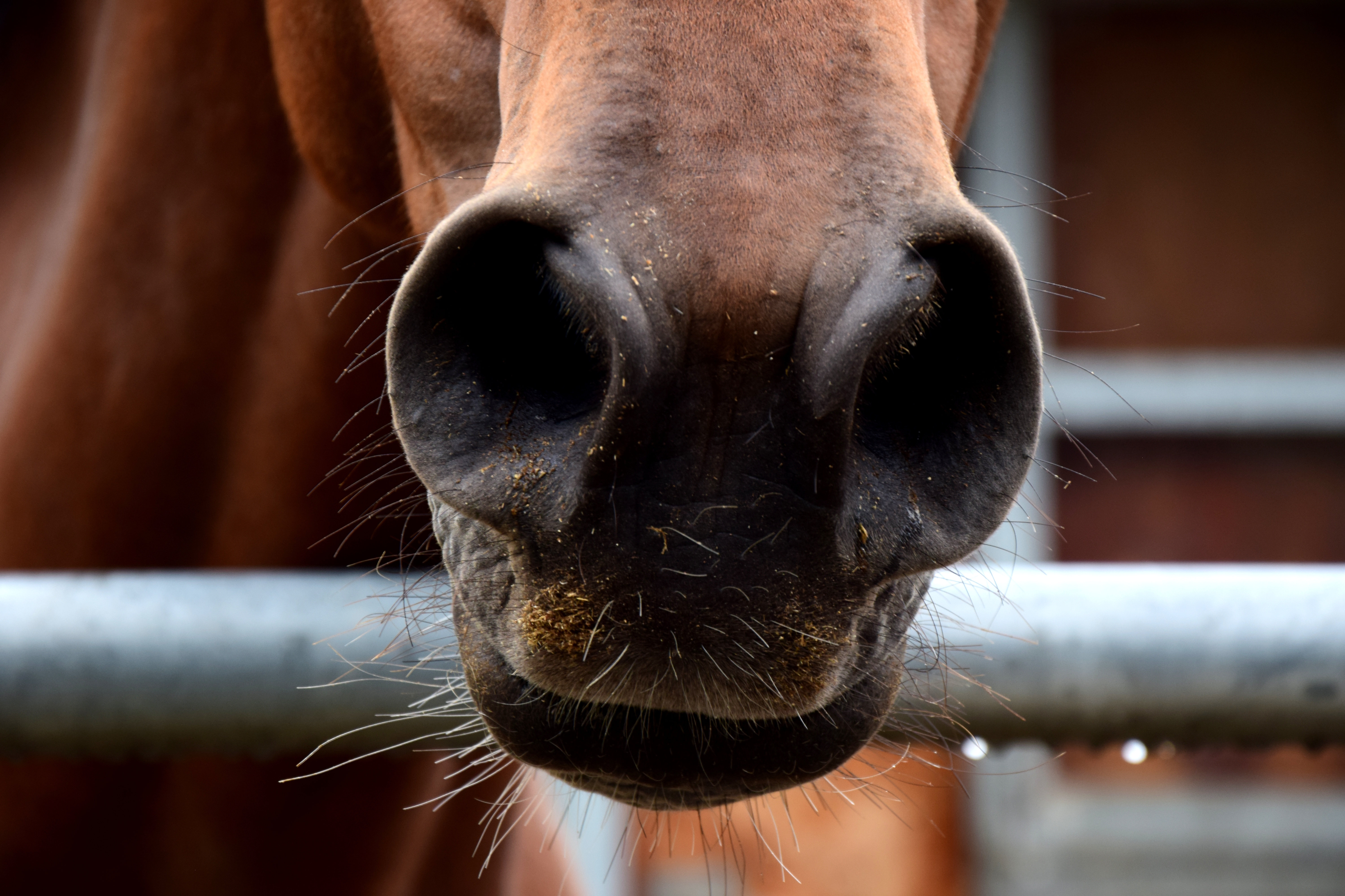 Close up of a horse flared nostrils, possible due to equine asthma. 