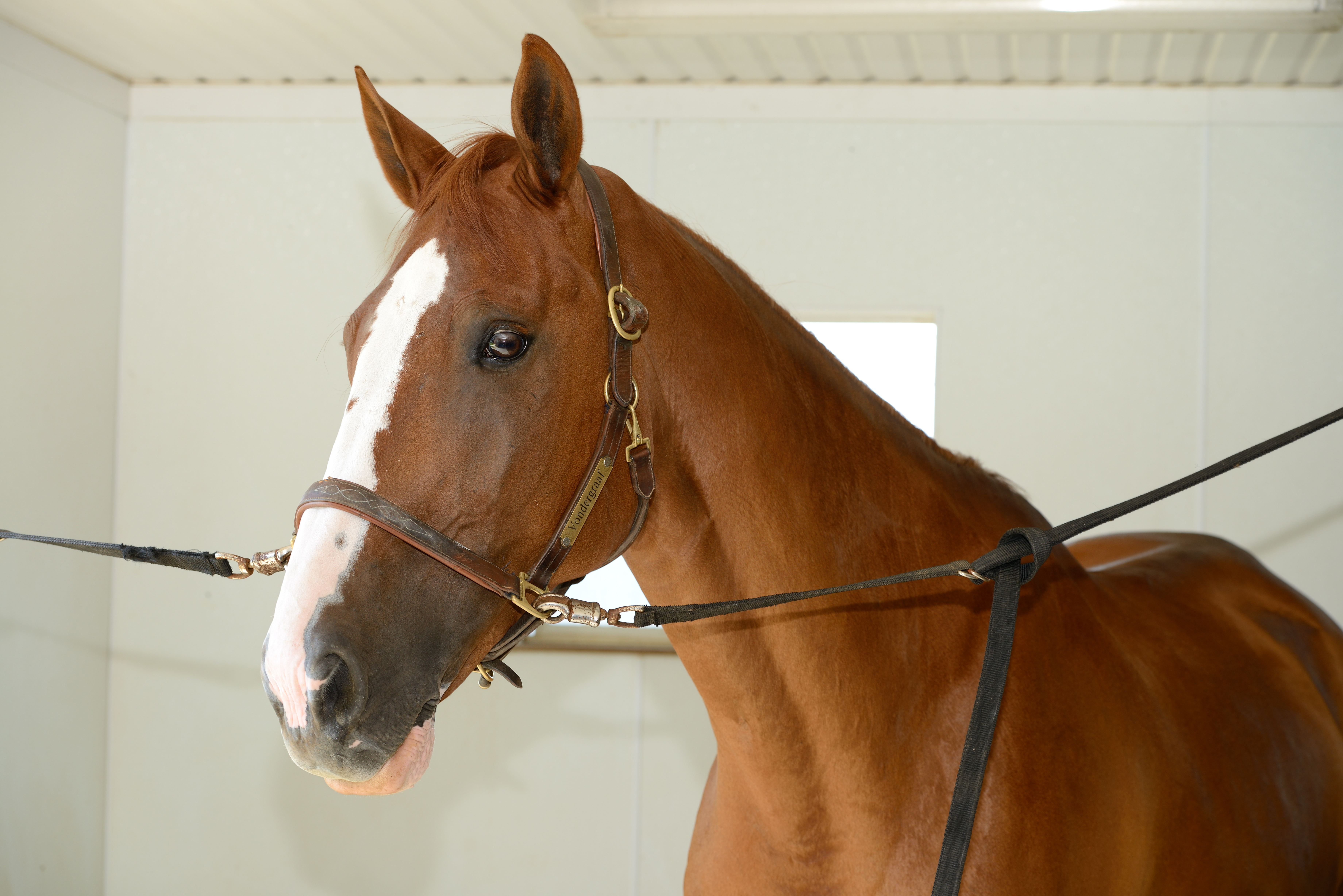 A chestnut horse in crossties wearing a leather halter