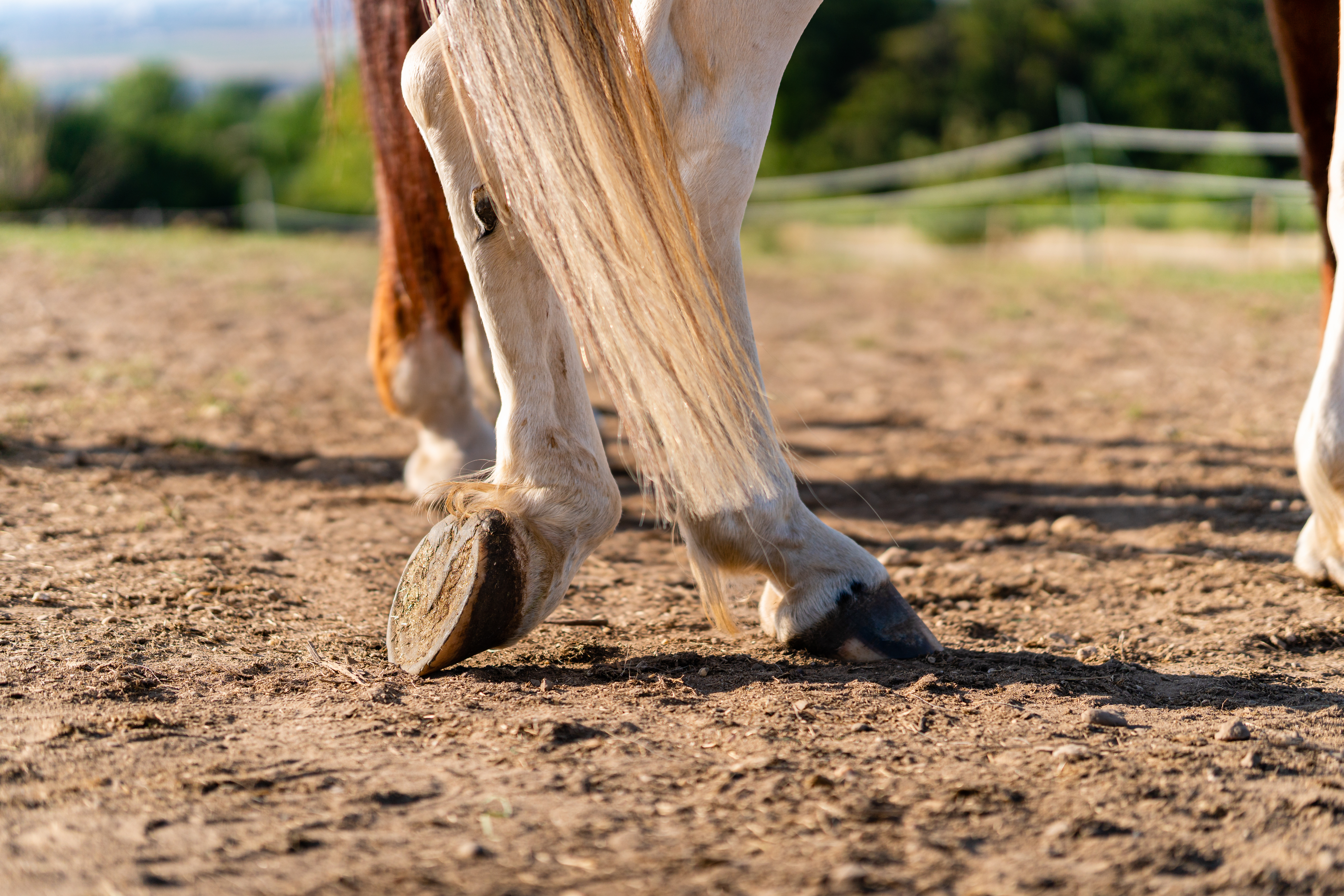 A horse resting his hind limb 