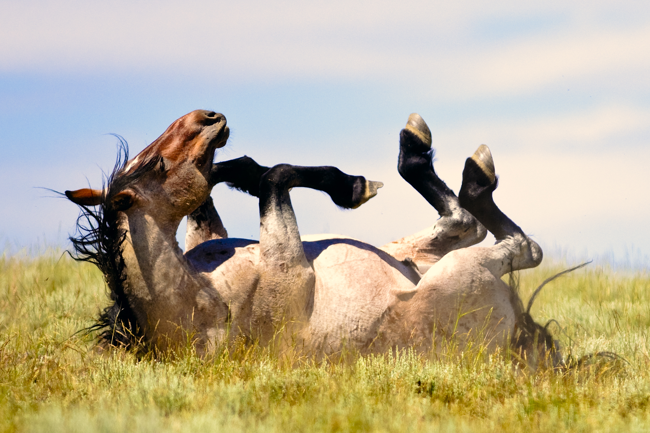 A horse rolling in a grass pasture 
