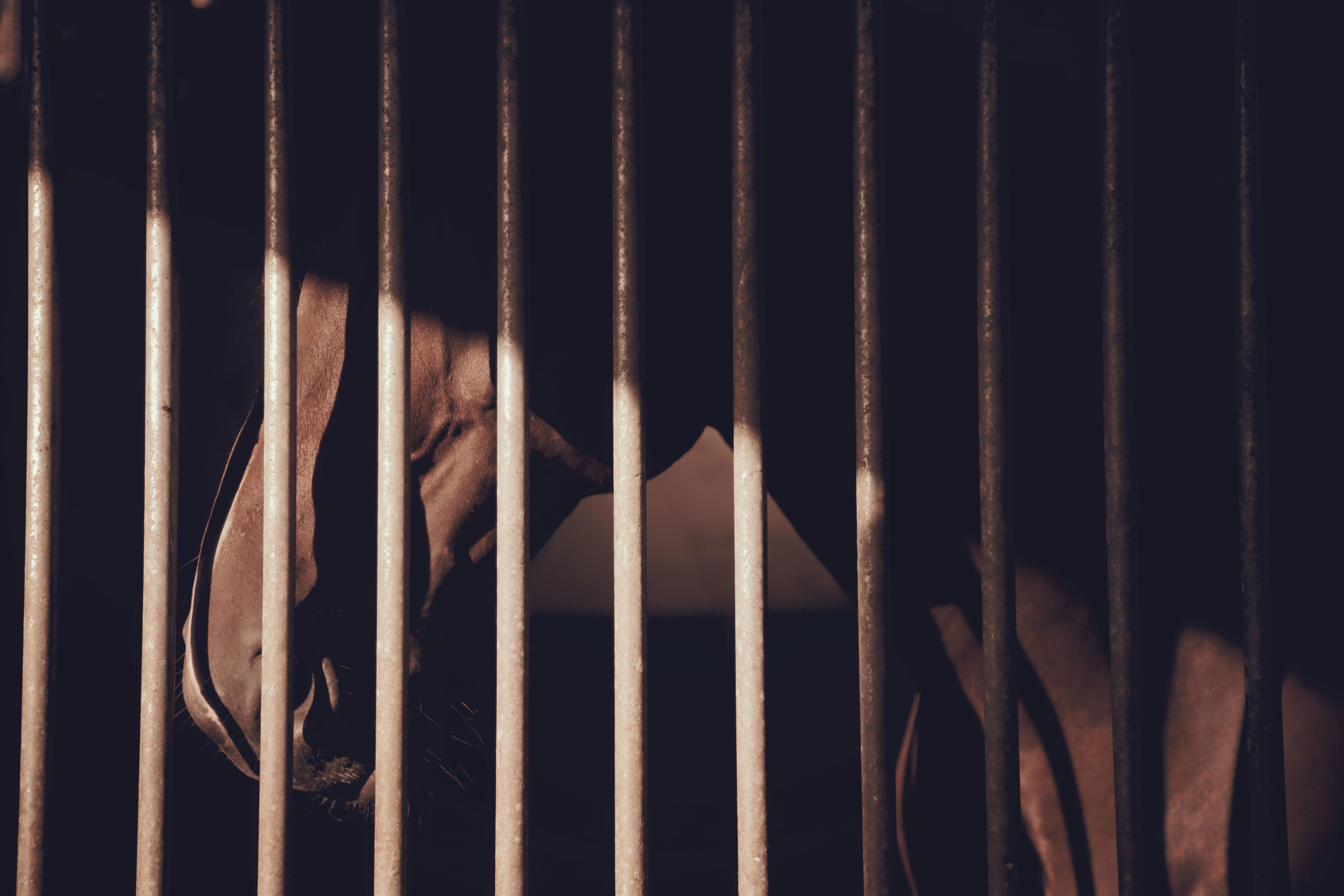A horse in.a stall, viewed from behind the stall bars.