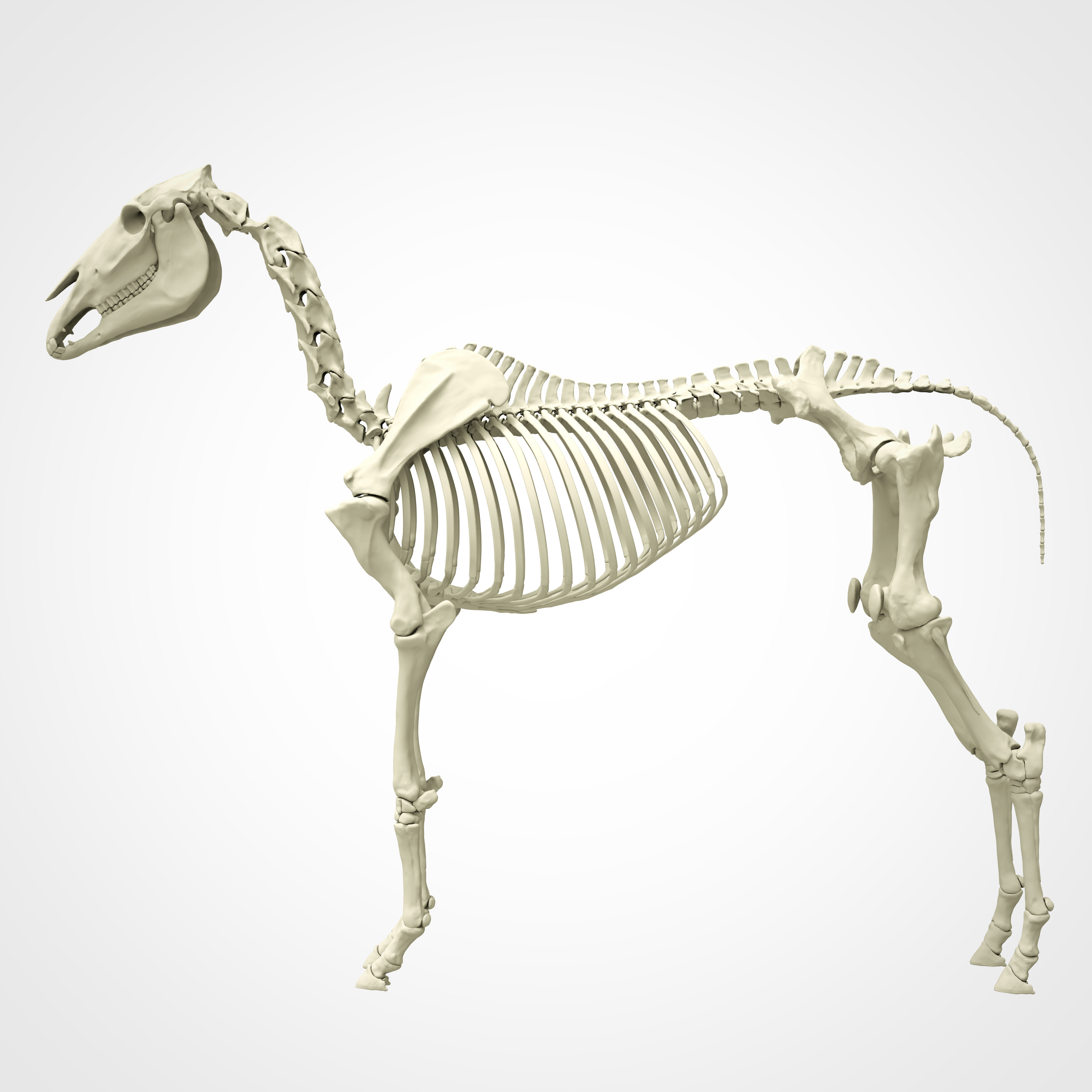 Illustration of a skeleton of a horse, showing the many bones.
