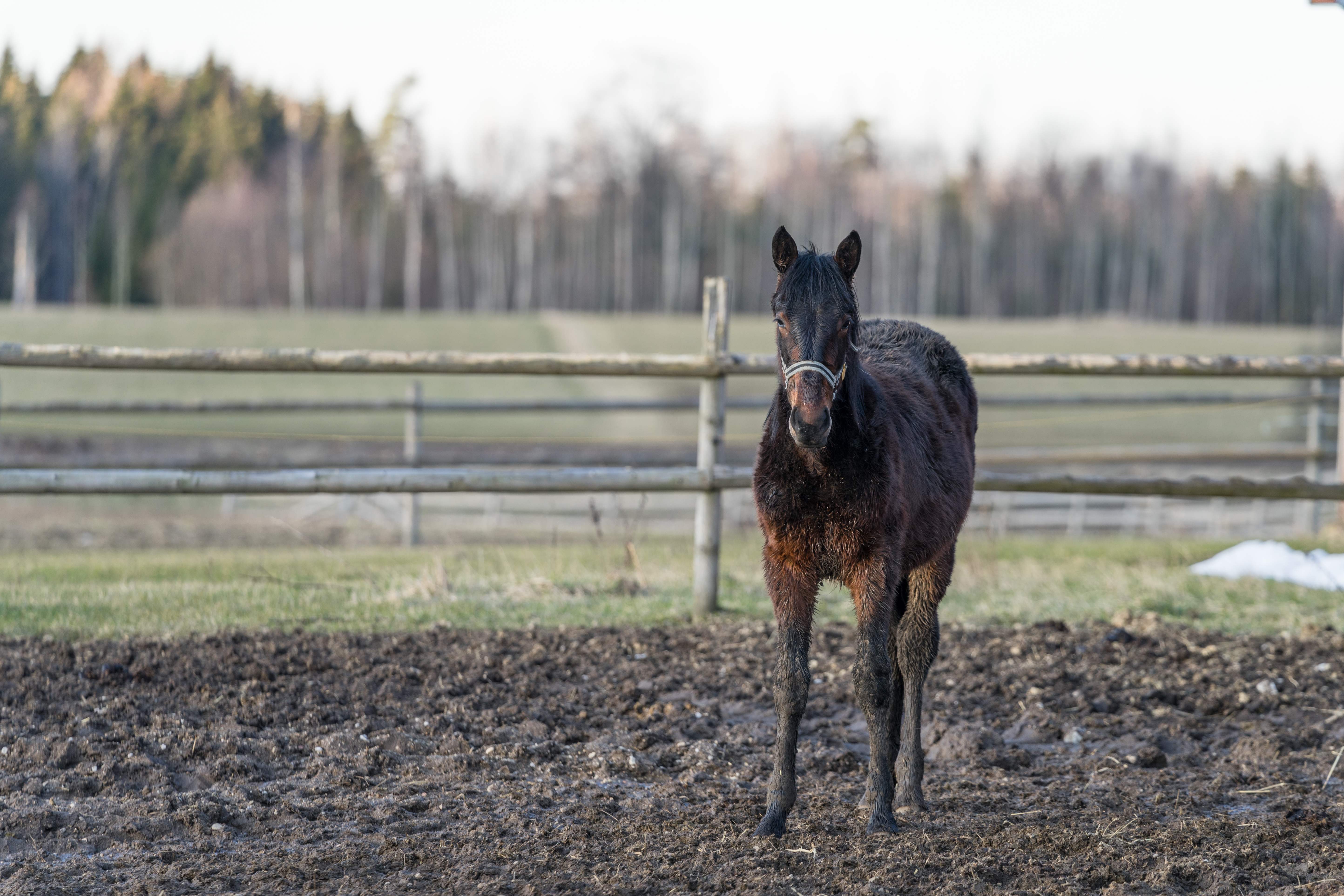 A horse standing in a muddy field.
