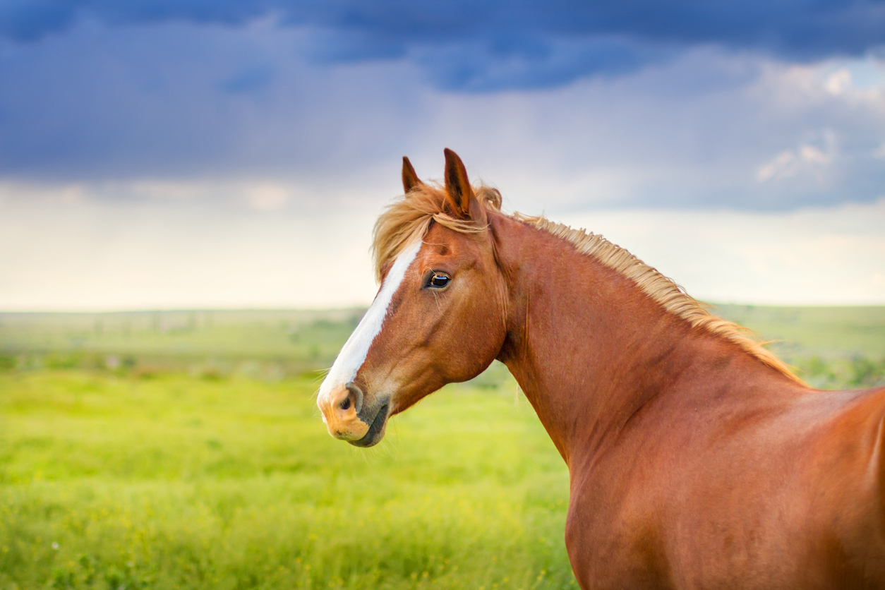 A horse standing a field with a storm brewing in the background