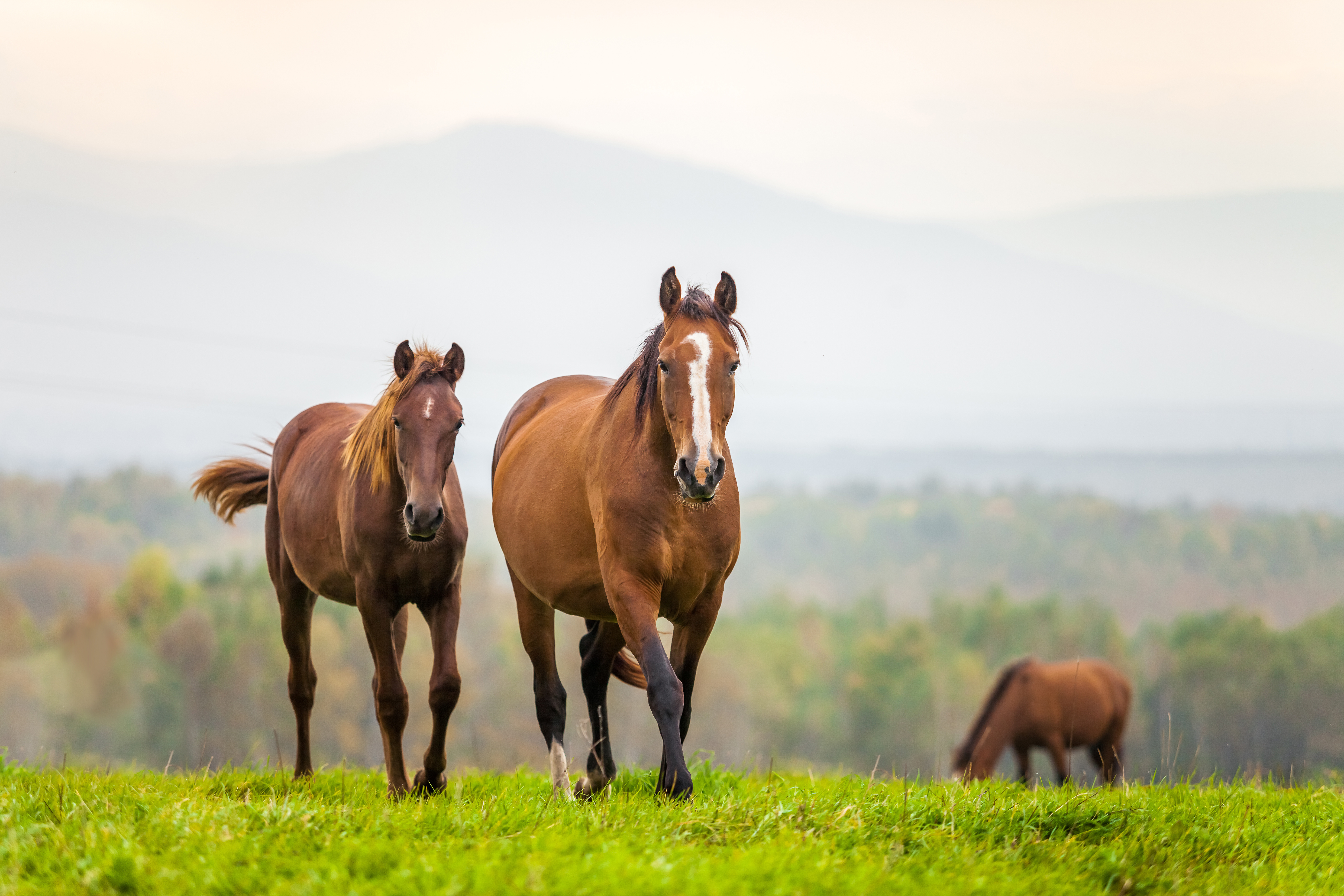 Two horses walking through a field 