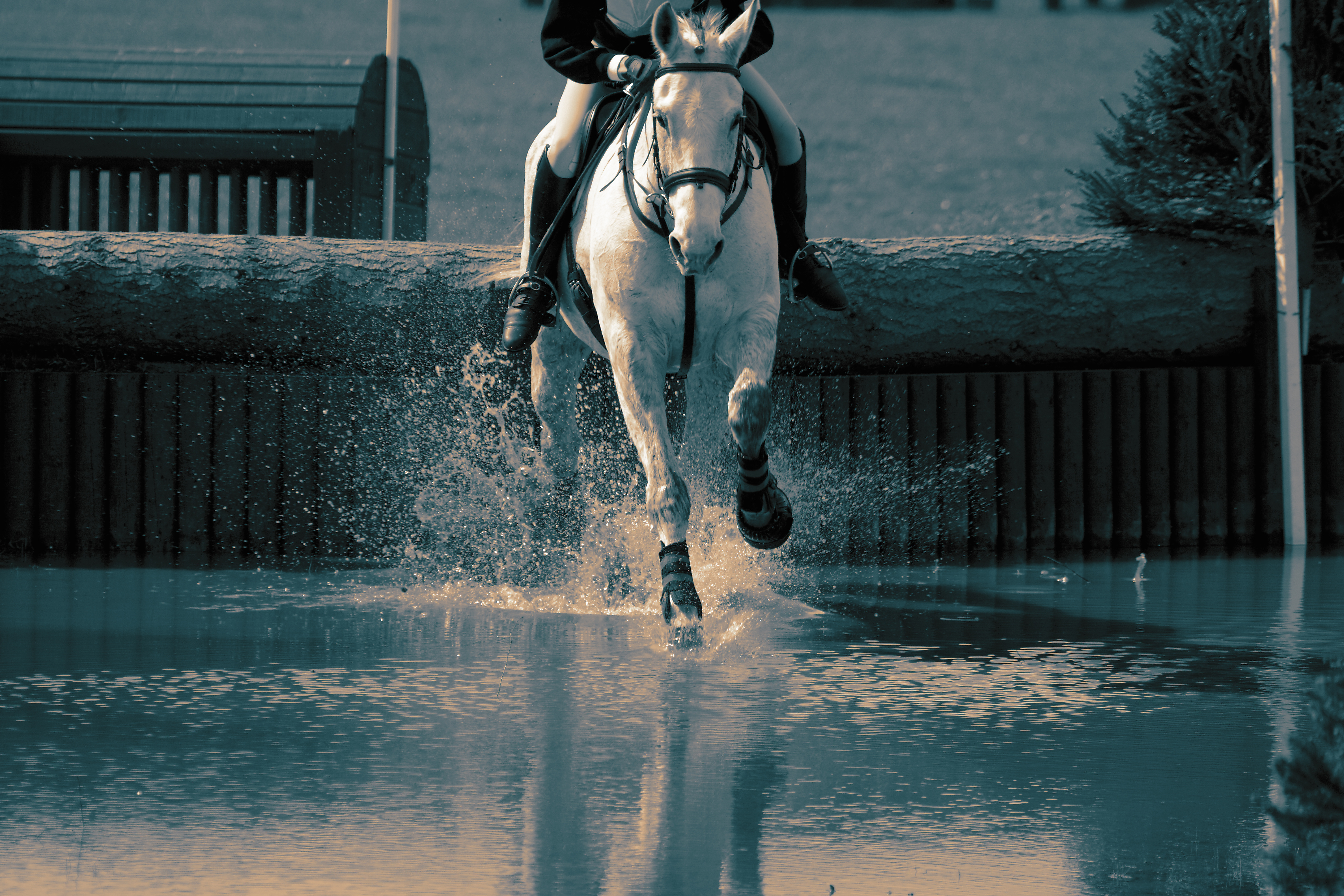 An eventing horse entering a water obstacle.