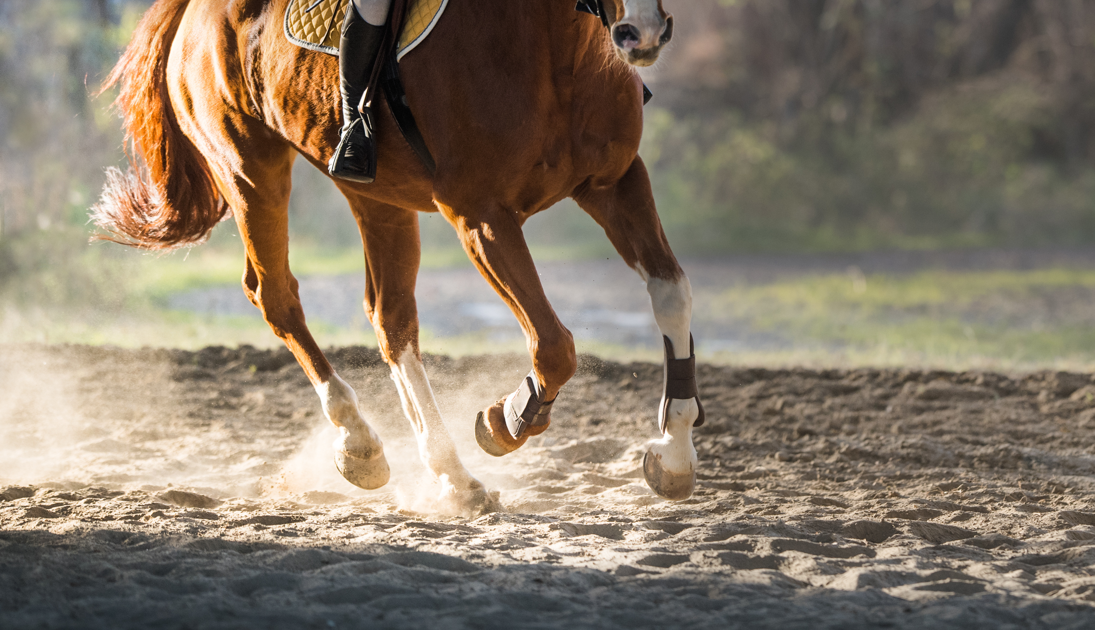 A horse cantering in an arena, wearing boots