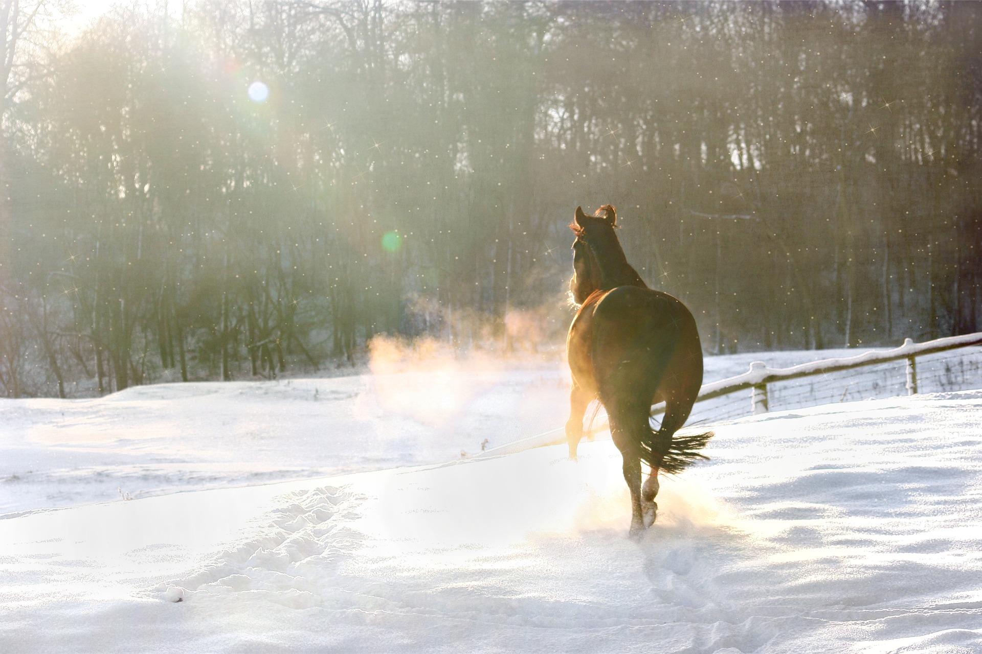 A horse trotting through the snow in a winter pasture 