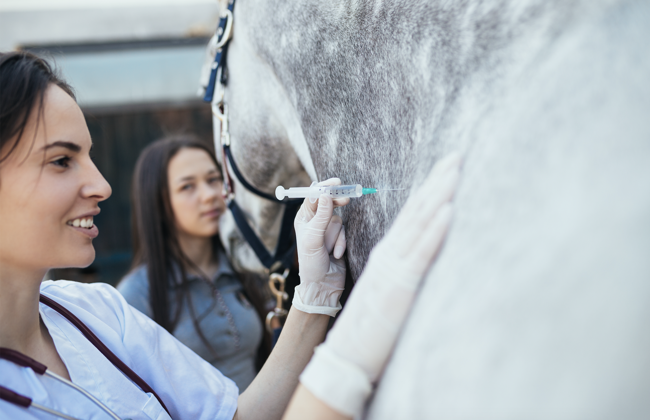 A woman giving a horse an injection in the neck.