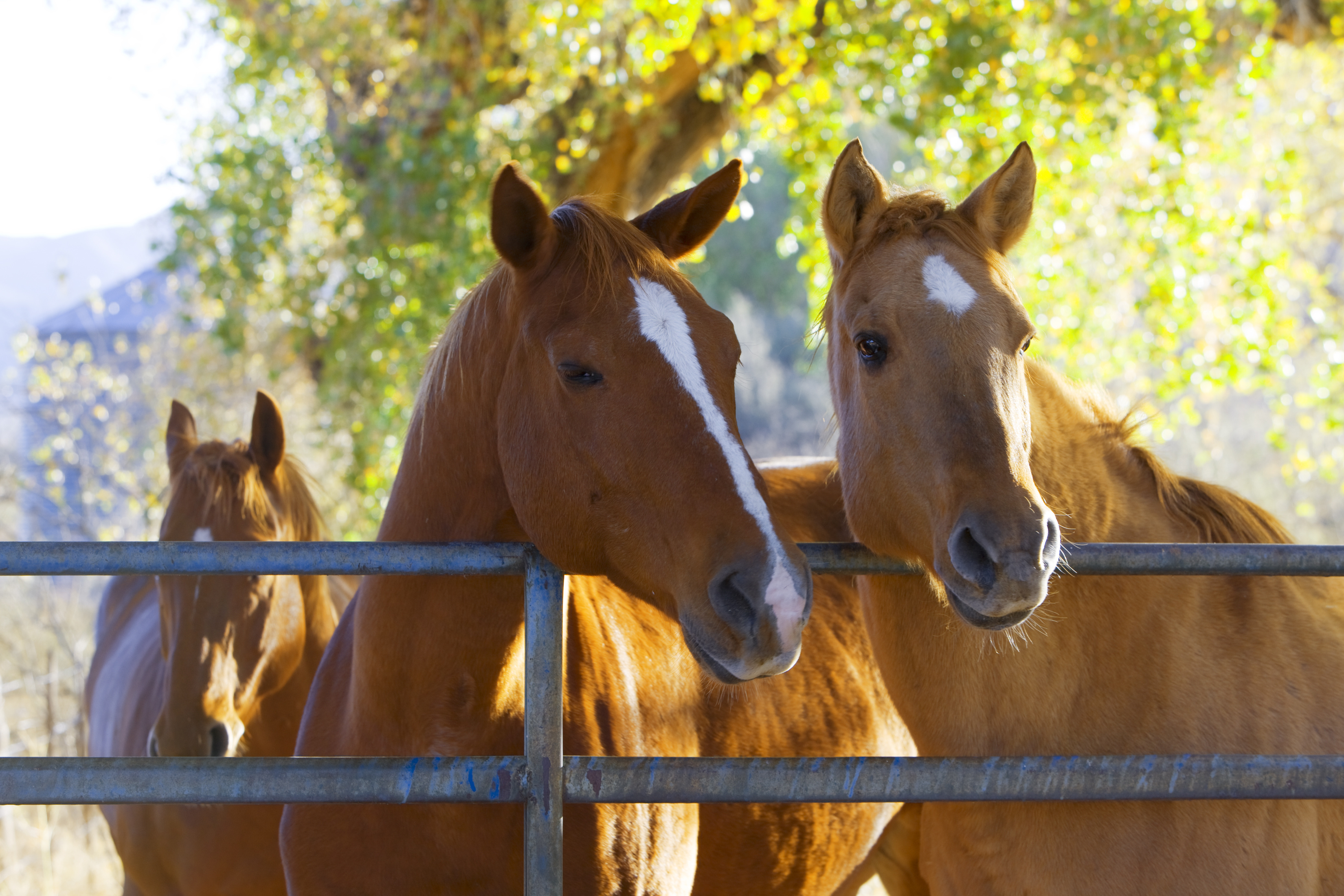 Three horses standing in a pipe corral