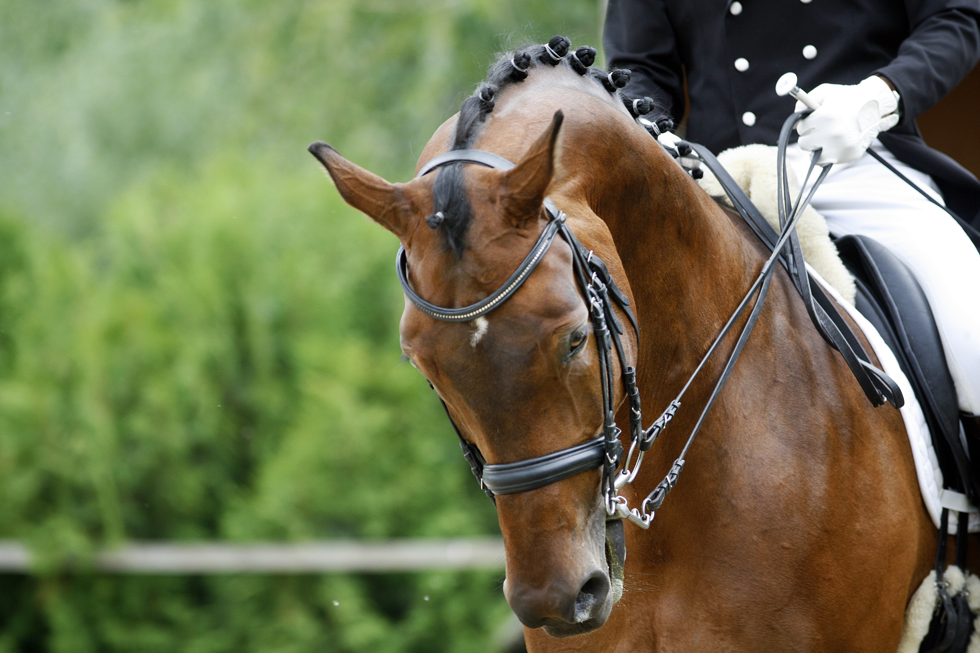 A dressage horse with his head tucked towards his chest
