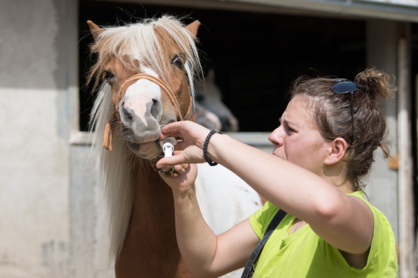 A woman deworming a horse, using a syringe to squirt the medication down his throat.